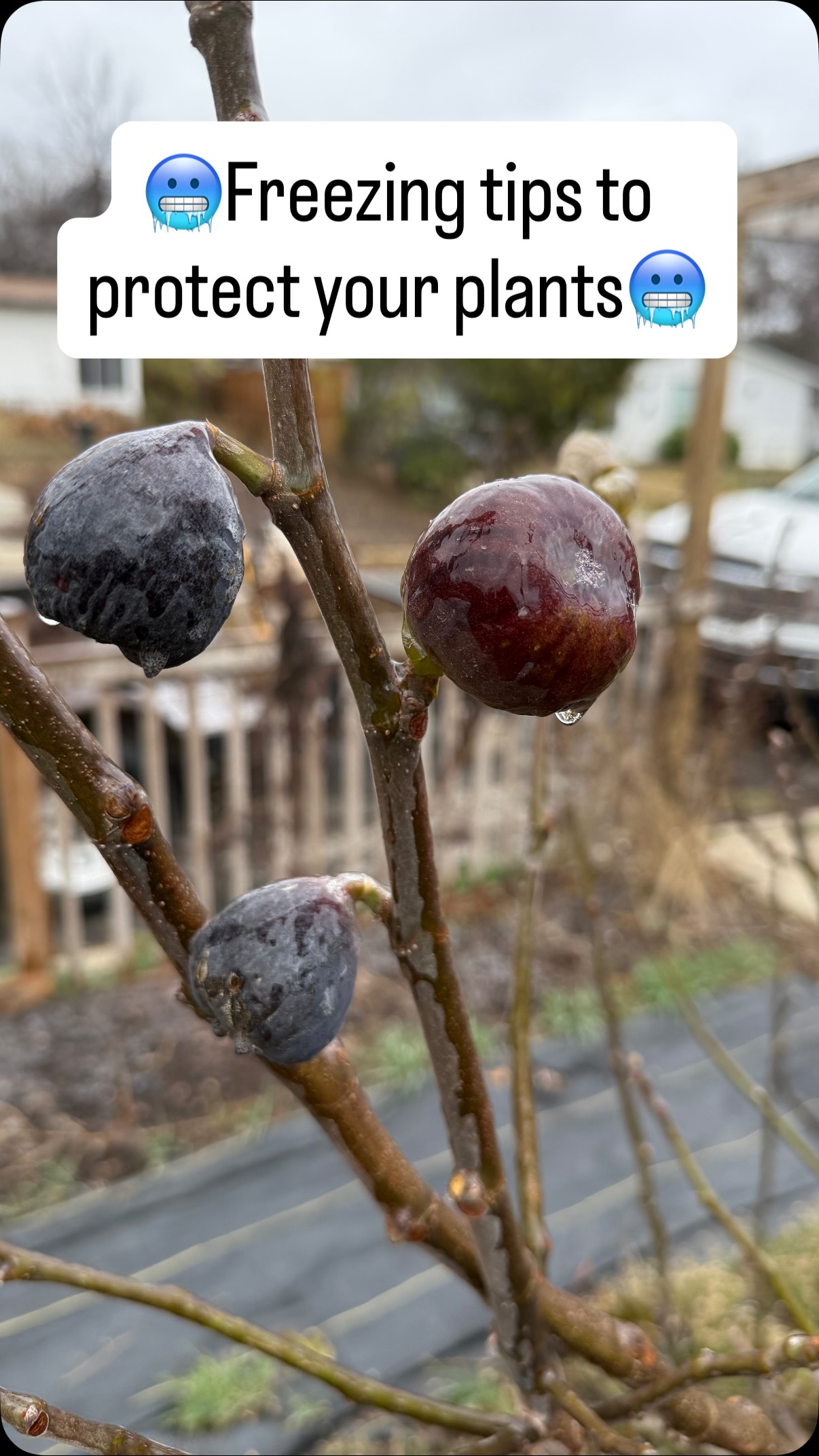 Did you know? It might look messy, but that 3-inch layer of mulch acts as an insulating blanket for your plants. Spread a thick layer of mulch around your trees and perennials to regulate soil temperate and protect your roots from the San Antonio freeze.
Think of it as a thermal blanket for your perennials! ❄️🧤
Stay warm out there! ❄️❄️🥶☕️
#TexasGardening #SoilHealth#landscapecooperative #landscape #fyp
DM, call us for consultation @ 210-988-8290, or click the link in our bio💻