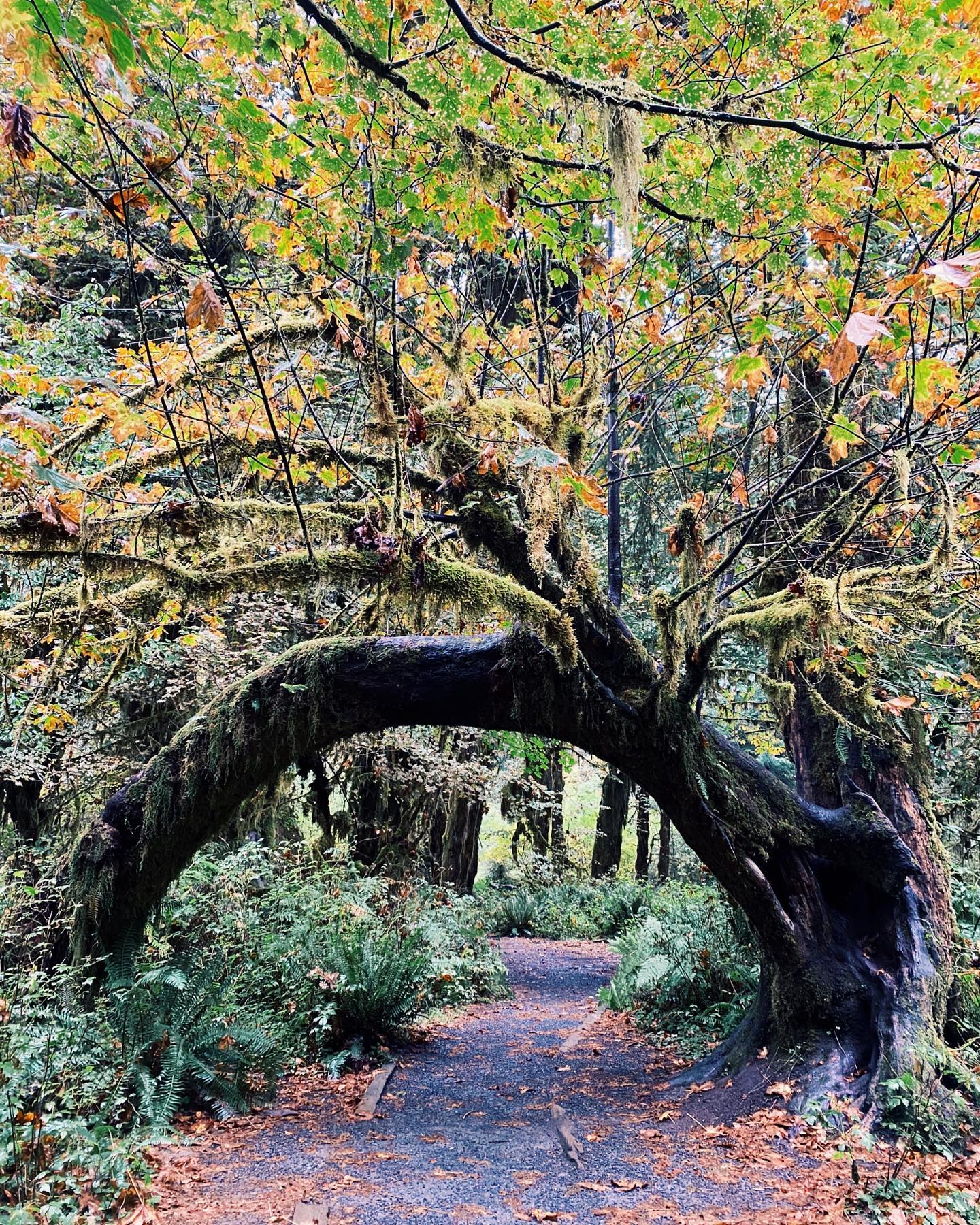 New post (finally) up on the blog! Follow the link in the bio for tips on visiting Olympic National Park.
Check out this natural tree arch in the Hall of Mosses. While it’s fascinatingly beautiful in daylight, it looks like it would be terrifying in the dark 😦
📸 @pnw.hiking.trails
.
.
#olympicnationalpark #olympic #nationalpark #nationalparks #pacificnorthwest #pnw #pnwhiking #instatraveling #explore #getoutside #wanderlust #neverstopexploring #shewanders #sheisnotlost #womentravelers #girlsthatwander #travelblog #travellingtheworld #ipreview via @preview.app
