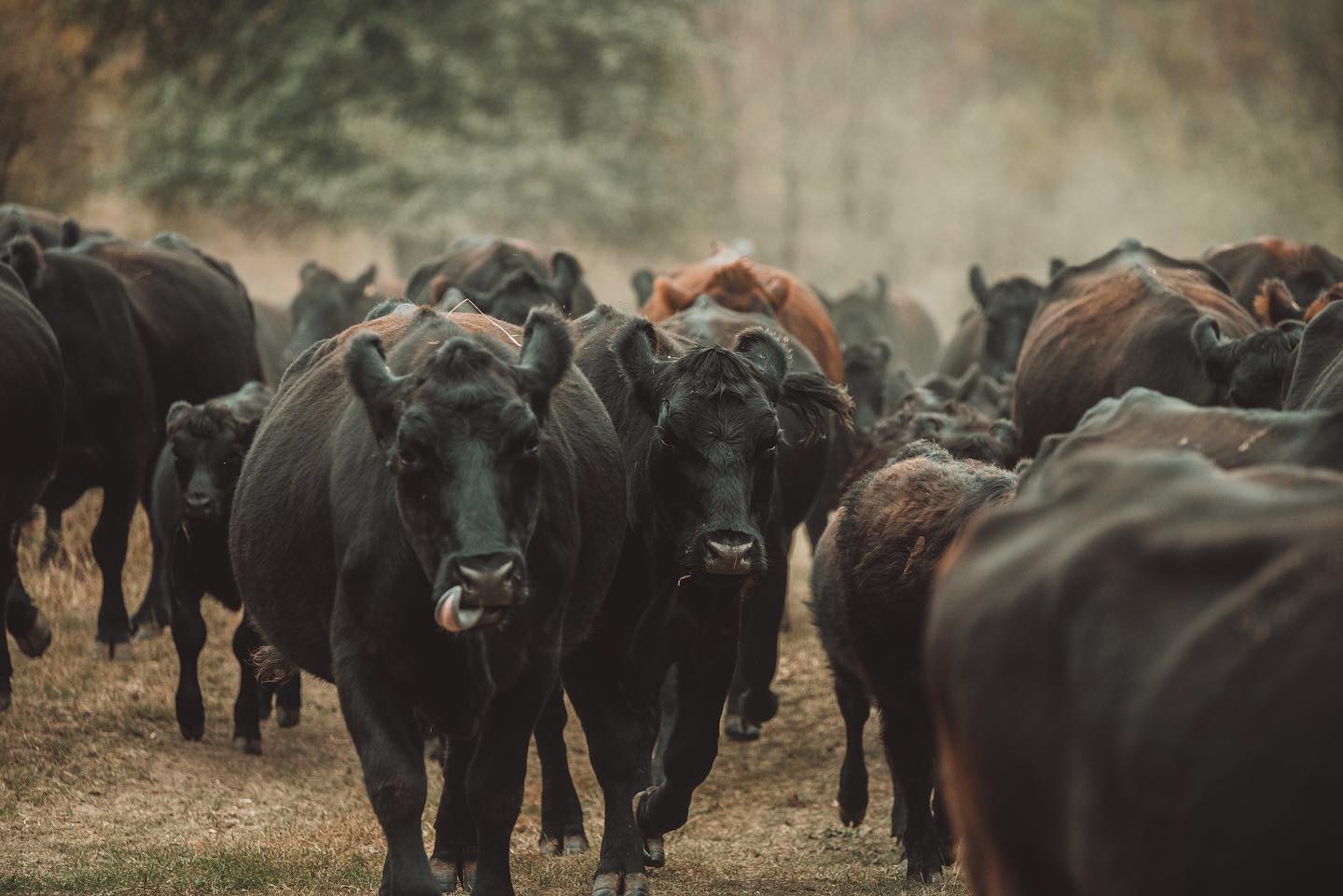 Proud to be raising Grass- fed 🌱Angus cattle in wild, plant rich Romania, using sustainable, holistic systems 🌎🐝🌱 It’S GOOD TO BE GOOD 🤍 #sustainability #holisticfarming #wildlife #romania #grassfedangus #grassfedbeef #angus #farmphotography #farmlife #foodpharmacy #ketoweightloss #ketodiet #ketoromania #carnivore #paleo
