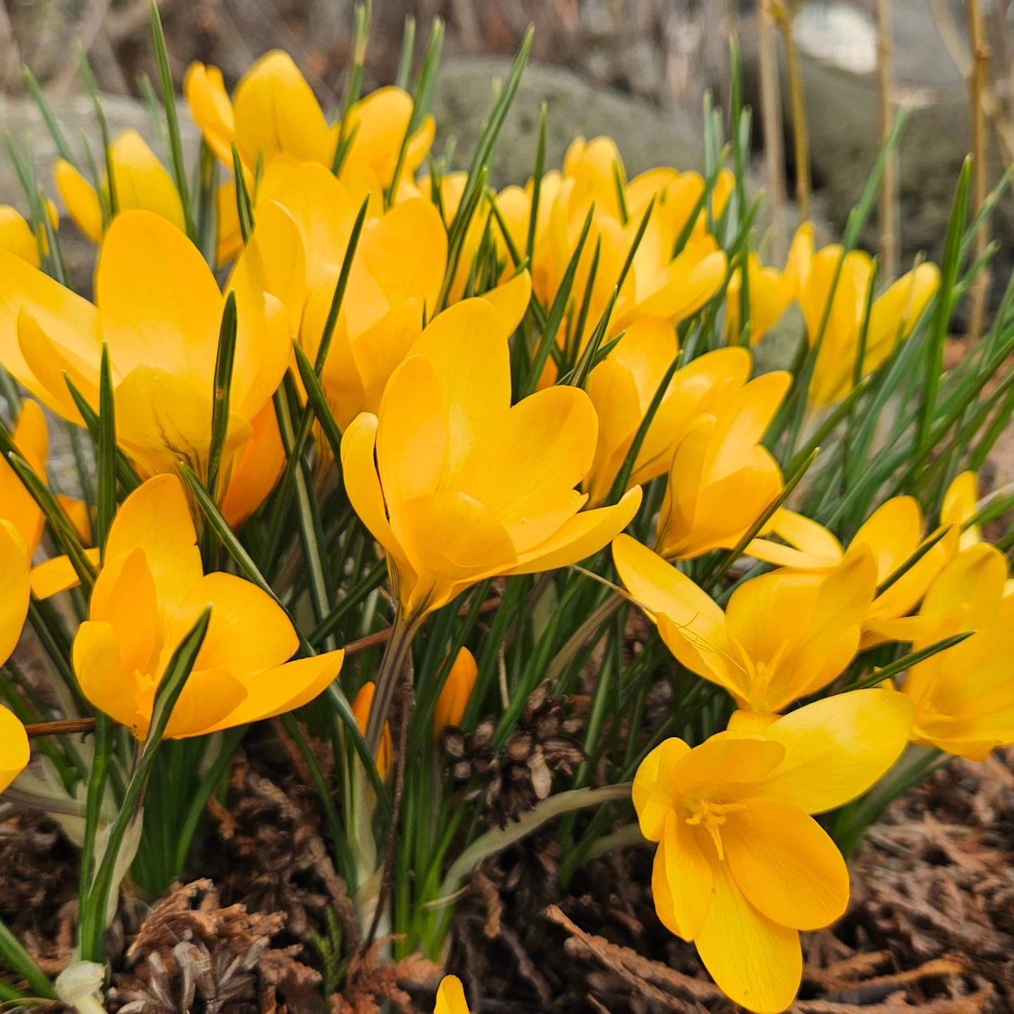 Spring has sprung, and the food truck is about to come out of hiatus!
Check out saltlickbbqbc.com for our schedule.
The first stop will be this upcoming weekend at the team penning in Barriere. March 23rd and 24th for breakfast, lunch, and dinner.