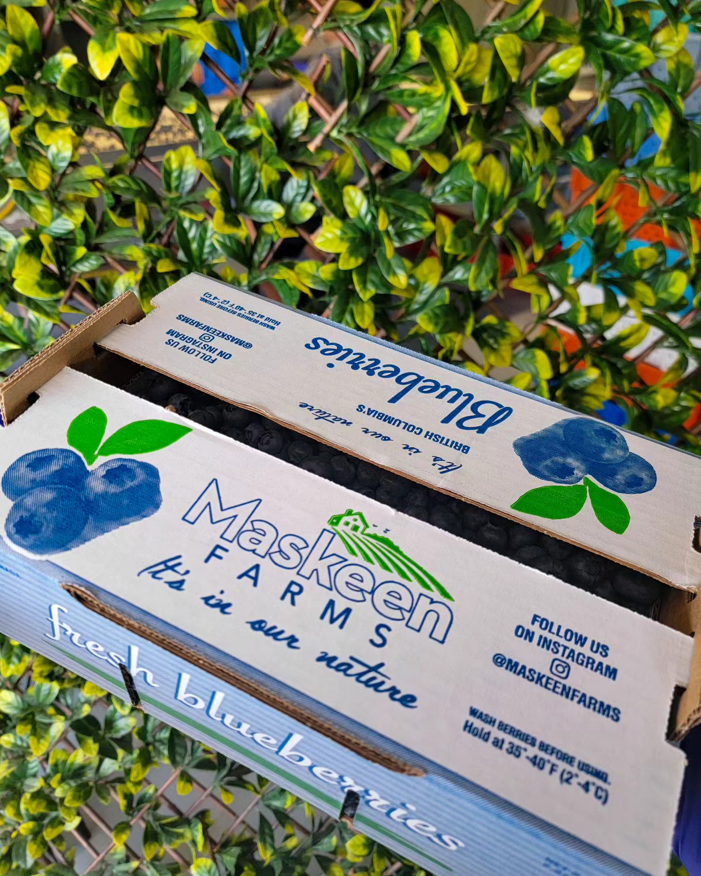 Get your delicious box of first pick Duke blueberries today. We are open from 9:00 AM to 6:00 PM everyday.
.
.
.
#Maskeenfarms #Farm #BlueberryFarm #Blueberry #2023 #BC #Vancouver #Surrey #Richmond #Langley #BeautifulBC #Nature #Outdoors #Summer #Spring #Agriculture #Health #Healthy #Food #Fruit #Sunset #Instagram #Healthylifestyle #Season #Green #Sustainable #Honey #Bees #Season #Duke #Sweet