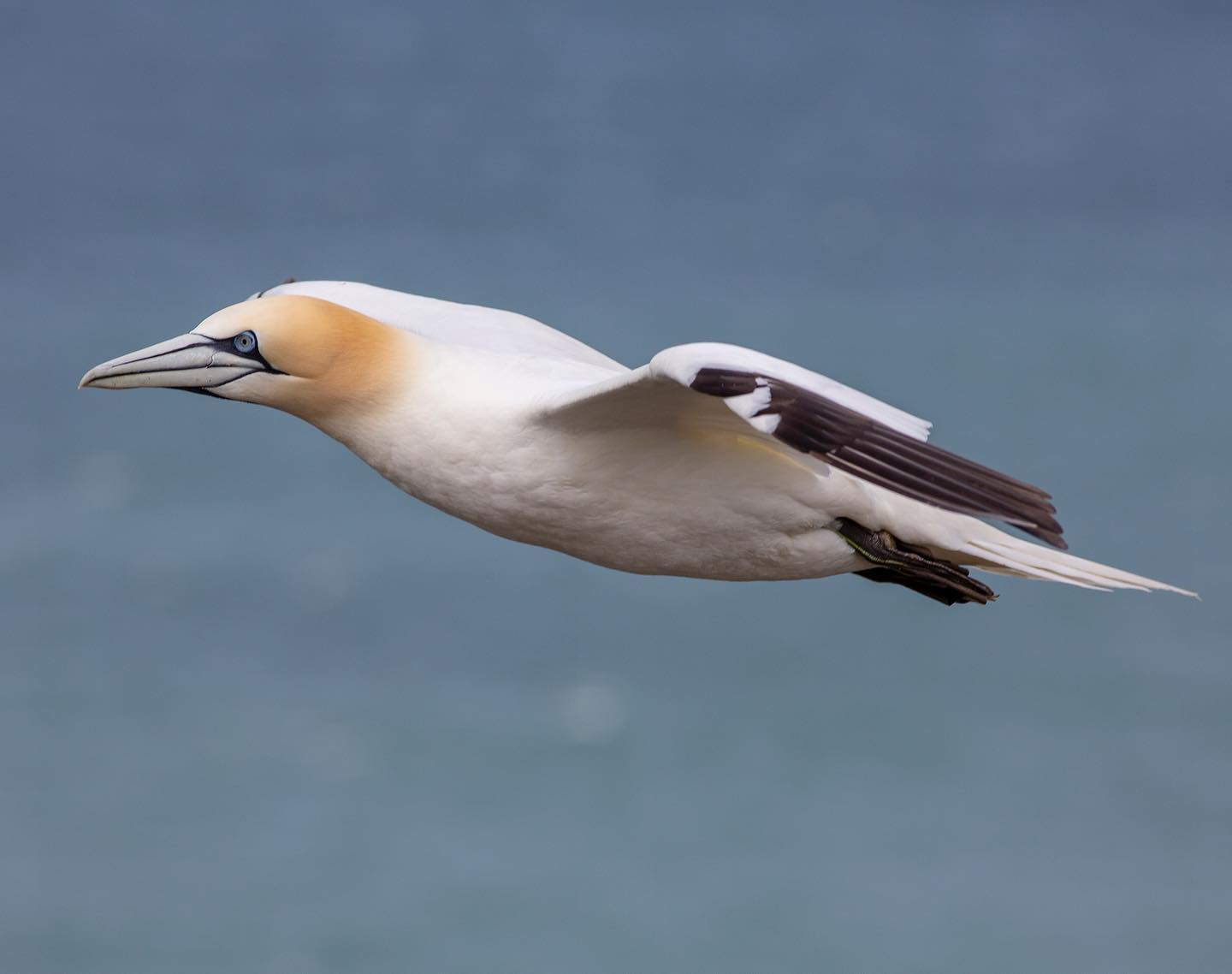 Such fantastic birds to photograph, the colours are always so pleasing!! Northern Gannet from @rspb_love_nature @rspbbemptoncliffs #birds #birding #birdphotography #birdphotos #birdphoto #birdsofinstagram #wildlifephotography #naturephotography #naturelovers