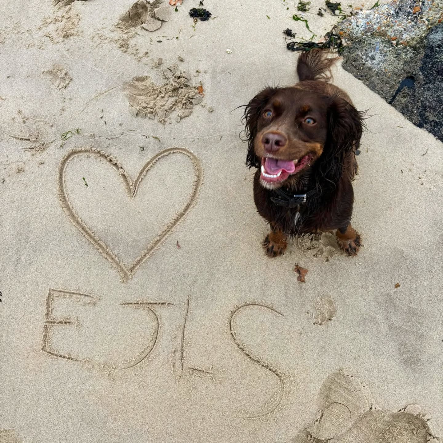The 🍑 BillyBottom team are back together 🤩 even Sid sat still long enough to grab a pic to celebrate 🥳
#family time
#sprockerspaniel
#walking