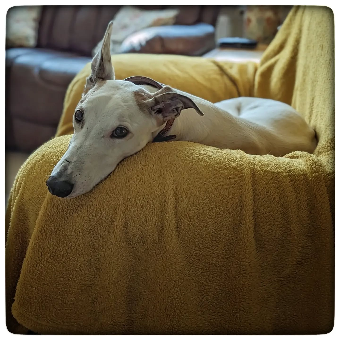 Very lucky to be in a lovely home this m
Morning, a new instruction on the market with @oakmansestateagent
Sadly this beautiful young boy doesn't come with the house. He's called Patch and he's a 5 year old rescue greyhound. Such a good boy π
#epc #rescuedog #rescuedogsofinstagram #rescuedogs #greyhound #greyhoundsofinstagram #rescuegreyhound #newinstruction