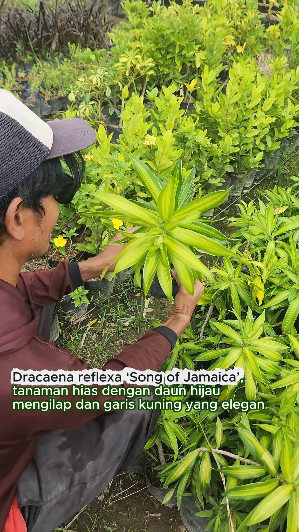 🌿 Dracaena reflexa ‘Song of Jamaica’ 🌿
Tanaman hias dengan kombinasi daun hijau dan kuning yang cerah, tampil rapi dan modern. Cocok untuk mempercantik ruangan, kantor, maupun area semi outdoor dengan perawatan yang mudah.
🌱 Ideal untuk indoor & area teduh
📦 Tersedia ecer & partai besar
✈️ Melayani pengiriman & ekspor
#PlantLovers #dracaenareflexa #songofjamaica #tanamanhias #tanamanindoor #plantexport #indotropicalplant #suppliertanaman #denpasarbali
