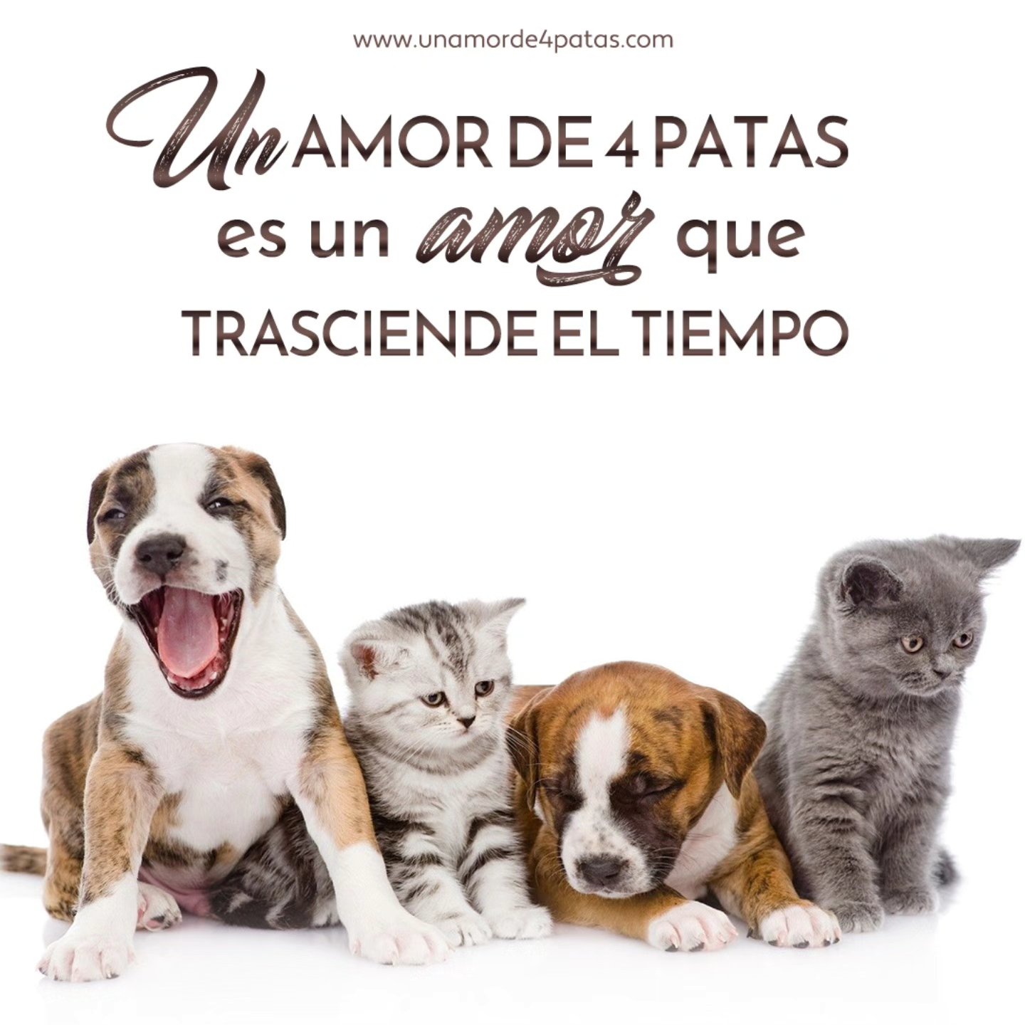 🐾💫 Un amor de 4 patas… es un amor que trasciende el tiempo.
No empieza cuando llegan, ni termina cuando se van.
Ellos no solo caminan a tu lado…
habitan en tu corazón para siempre.
Te enseñan a amar sin condiciones,
a estar presente, a celebrar la vida en lo simple.
Y cuando ya no están físicamente,
su energía sigue acariciando tus días de formas invisibles, pero reales.
✨ Un amor de 4 patas no se mide en años…
se mide en huellas eternas.
#UnAmorDe4Patas #AmorQueTrasciende #PatitasEnElCielo #ConexiónEterna #PaulaAndreaGil #AmorAnimal #DueloConAmor