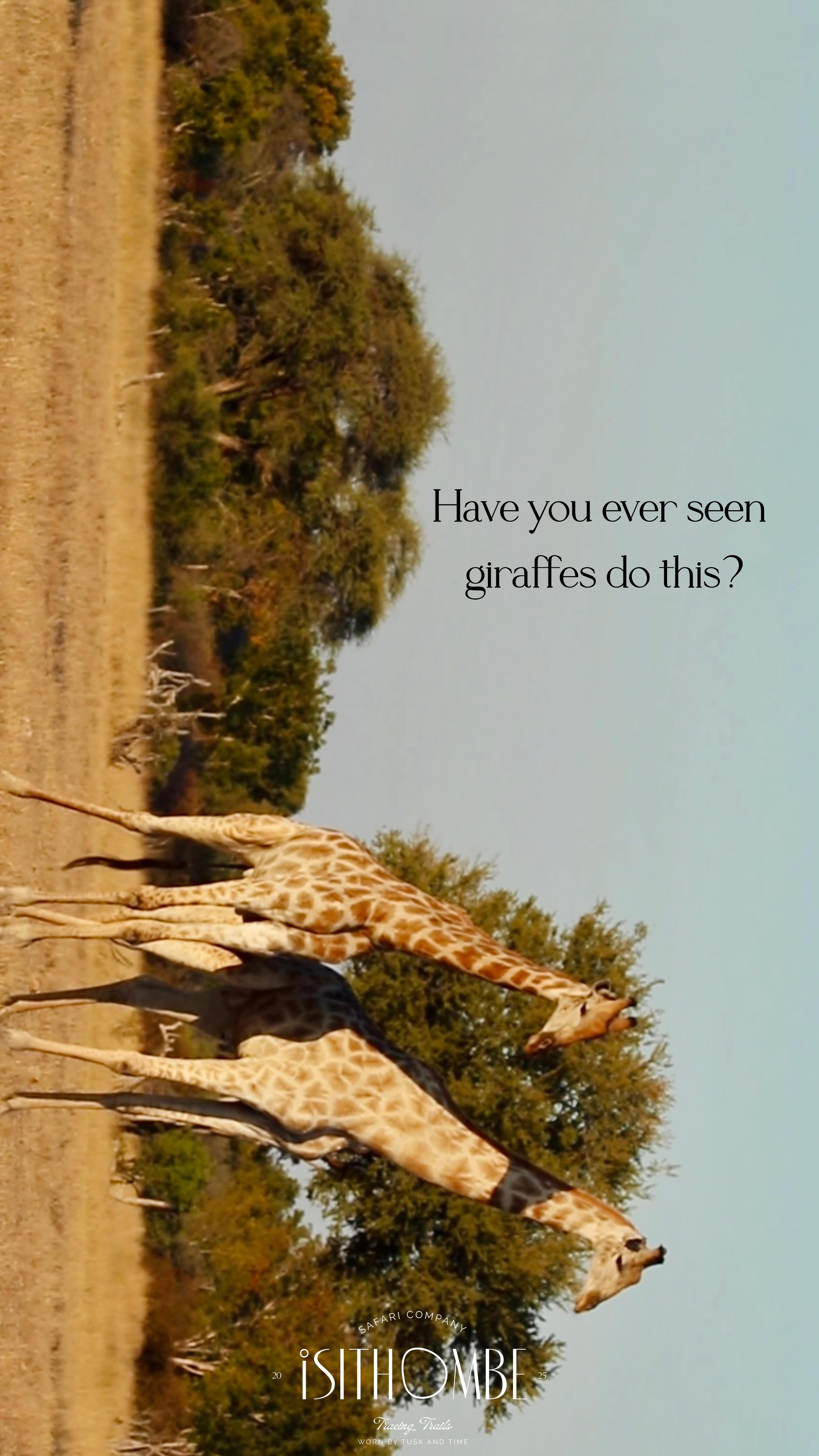 What looks like a graceful dance is actually a battle of power.
Male giraffes use their necks like weapons, swinging with precision to decide who rules the savanna.
Witness the raw beauty of survival, only in the wild.
#IsithombeSafaris #GiraffeFighting #SafariStories #UntamedAfrica #bucketlist