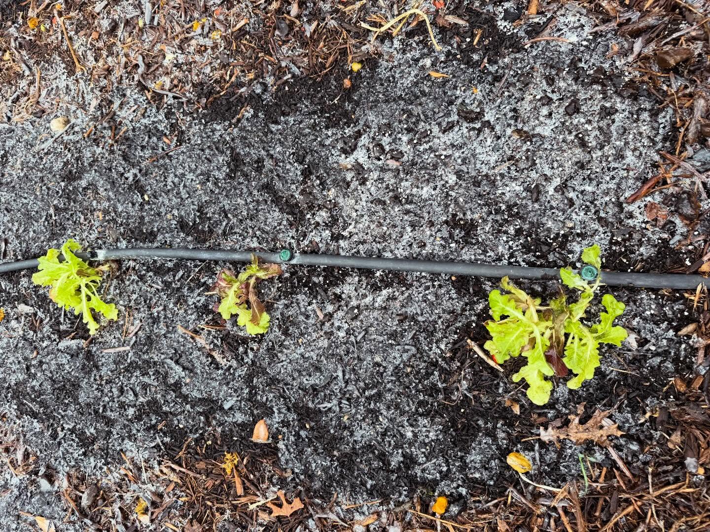 While the frost on the leaves looks scary, that layer of mulch on the ground is working overtime to keep the roots from freezing solid. Nature is resilient!”