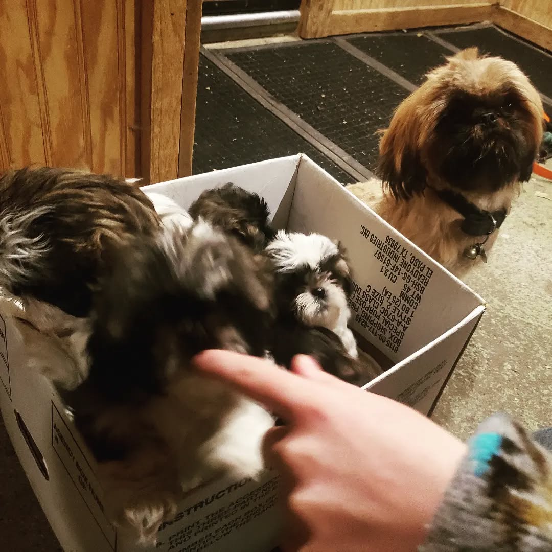 Mama Maple standing sentinel as we pack her pups to get shown! One more pup has a forever home in December. I love these days, meeting new families and helping them pick their new pups!
I remember picking up so many critters, such happy days. Do you all remember the day you met your animals?