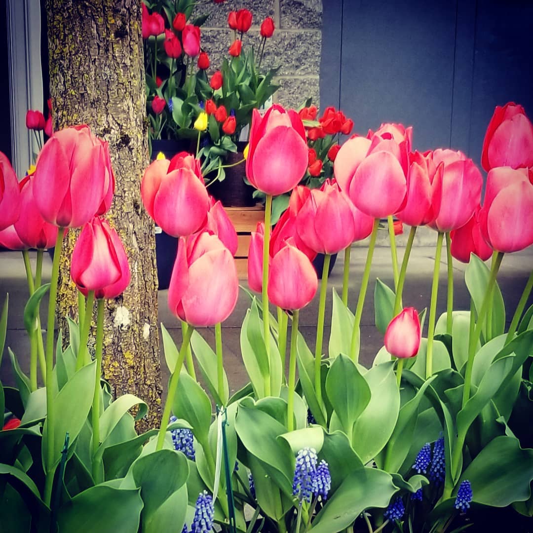 Nature is loving human social distancing. Solitary, FTW!
#witchcraft #solitary #solitarywitch #witchesofinstagram #PNWitch #pagansofinstagram #spring #introvert