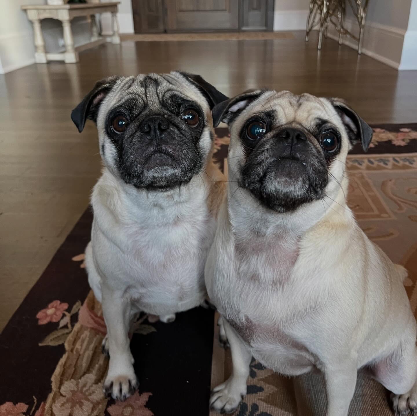 Feeling cold today? Let these pics warm your frozen toe beans!
A continuation of last October’s pet sitting bonanza with Mojo, Mini, Otis, Tori, & Roscoe!
That’s one heck of a squad, right there! So many humpies and snackies and nappies and borkin’ happened - it was a throw down kind of pawty!
Hope you’re all celebrating the same way today! 😀🐾