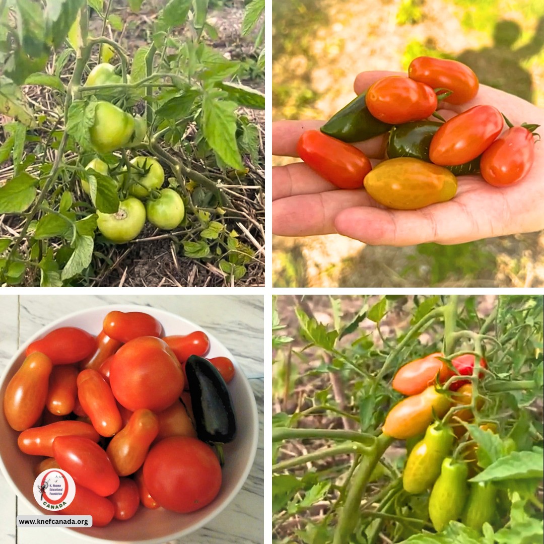Three months of patience, care, and dedication have brought us these beautiful organic tomatoes at @knefcanada Farms 🍅🌱
#organicgoodness #organicharvest #homegrowngoodness #knefcanada #schomberg #organicfarmer