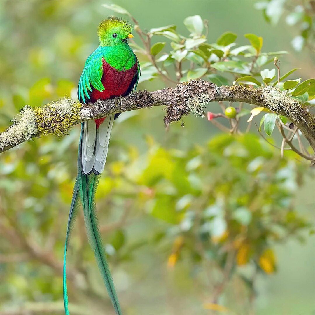 “The resplendent quetzal is an aptly named bird that many consider among the world's most beautiful. These vibrantly colored animals live in the mountainous, tropical forests of Central America where they eat fruit, insects, lizards, and other small creatures. During mating season, male quetzals grow twin tail feathers that form an amazing train up to three feet (one meter) long. Females do not have long trains, but they do share the brilliant blue, green, and red coloring of their mates. Male colors tend to be more vibrant. Resplendent quetzal pairs use their powerful beaks to hollow hole nests in rotted trees or stumps. Inside, they take turns incubating two or three eggs—though males have such long tails that they sometimes stick outside the nest. Young quetzals can fly at about three weeks of age, but males do not begin to grow their long tail plumes for three years.” www.nationalgeographic.com
Subscribe to @_trees_are_awesome for more inspiring nature content and to connect with easy ways to plant trees around the world.
One of the easiest ways to increase our bird habitat is to help plant trees by switching your web browser to @Ecosia to plant trees for free while you search the web. Ecosia.org is the ‘search engine that plants trees’ by donating 80% of their advertising revenue to effective tree planting projects around the world with a focus on biodiversity hotspots.
#trilliontreescampaign #trilliontrees #reforestation #generationrestoration #wildnature #wildlife #wildlifehabitat #habitat #biodiversity #naturephotography #loveforests #birdsofinstagram #birdstagrams #birdslovers #nature_brilliance_birds #birdstagrams #birds_captures #nuts_about_birds #eye_spy_birds #bird_brilliance #kings_birds #birds_adored #birdlife #birdstagram #bestbirdshots #birdvibrance #birds_nature #feather_perfection #quetzal #quetzalcoatl