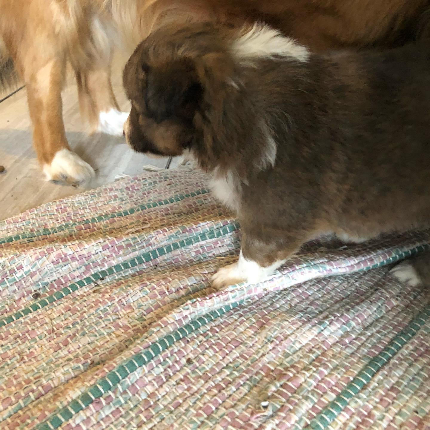 Super chubby 4 week old puppies #sheltiesofinstagram #sheltiepuppy