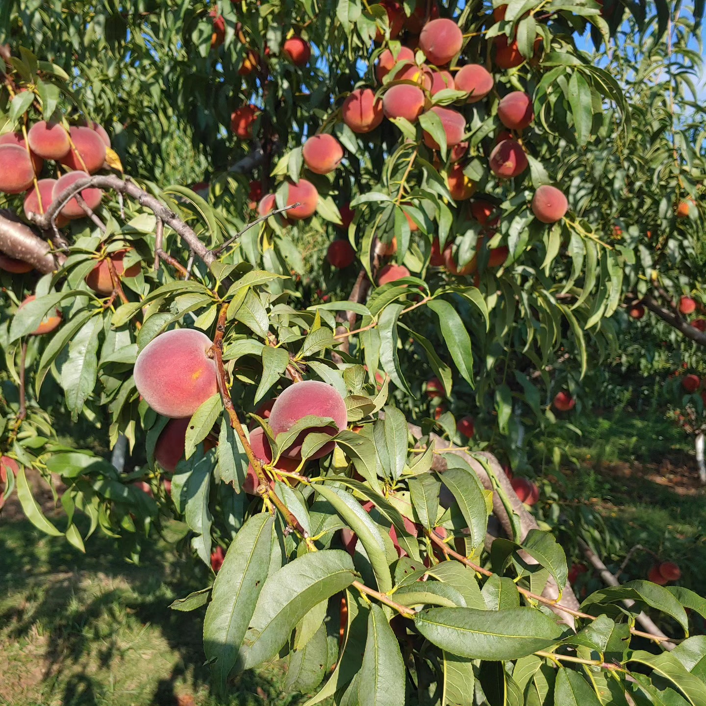 Our homegrown CONTENDER peaches are in fantastic supply! Did you know we sell 25# boxes of peaches for only $35? Just drop by our farm stand at 5676 East State Route 29 Urbana to get your box. Great for canning, freezing, pies, slushies, sharing and just eating! Open Mon -Sat 10-6. We accept cards, cash and checks.