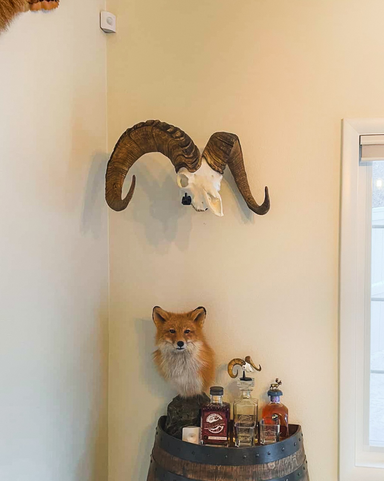 Gotta Big Horn and looking for a great euro wall mount solution??? We got cha covered! Our patent pending telescopic arm allows one to get the euro farther from the wall allowing for a super cool right or left turn.
.
.
.
#bighorn #bighornsheep #bighornram #uroadx #euromount