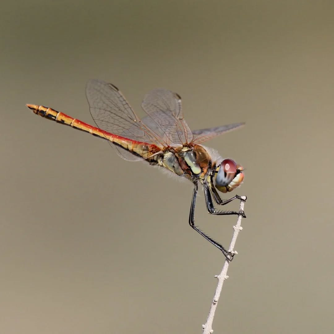 Looking forward to spring.
#islandwildlife #guidedwildlifewalks #kefaloniawildlife #redveineddarter