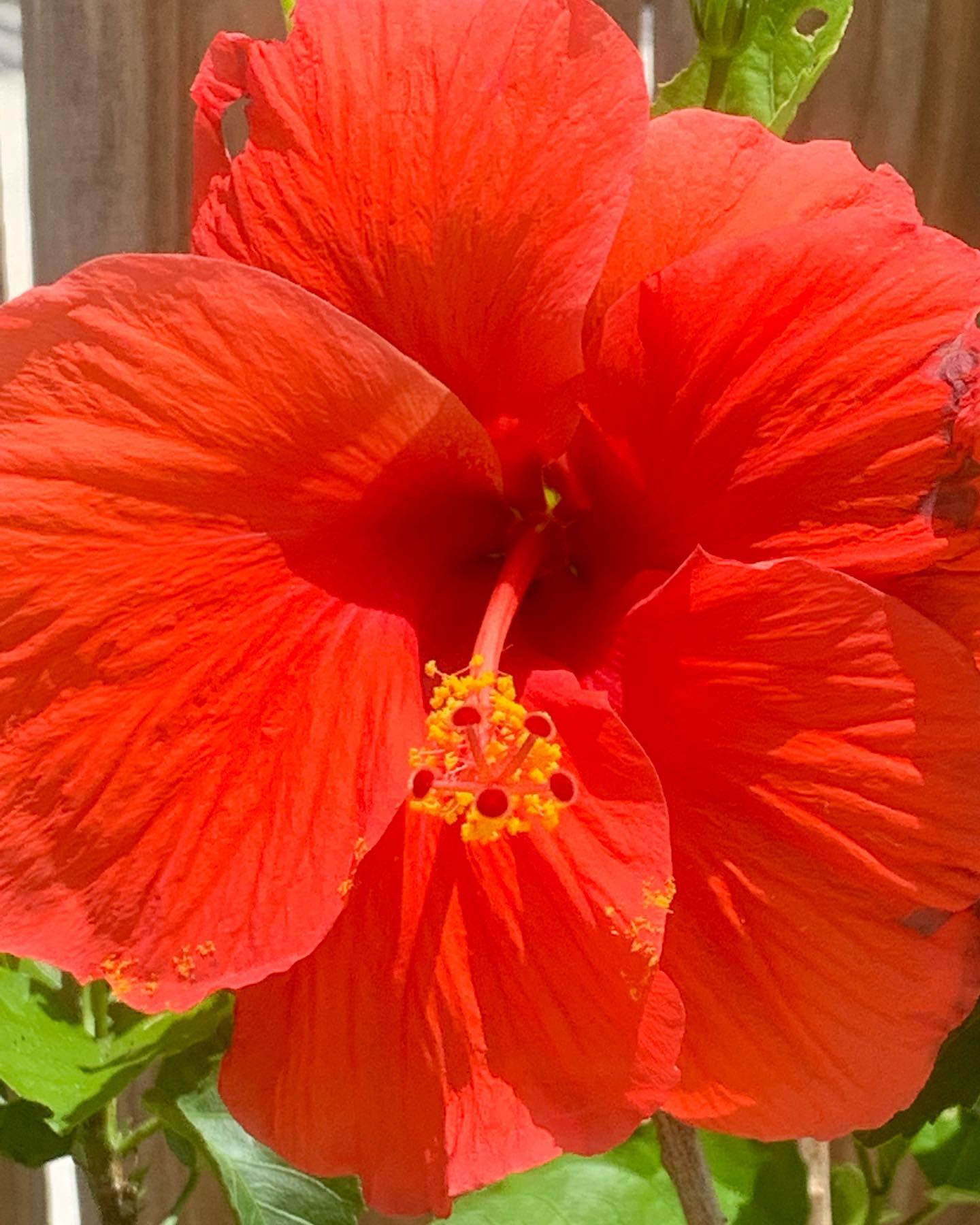 Hibiscus blooms are precious beautiesβhere today and gone by tomorrow. ππ»πΊππ»
#presentmoment #beherenow #erinfoxenergy #mothernature #giftsofnature #stopandseethebeauty