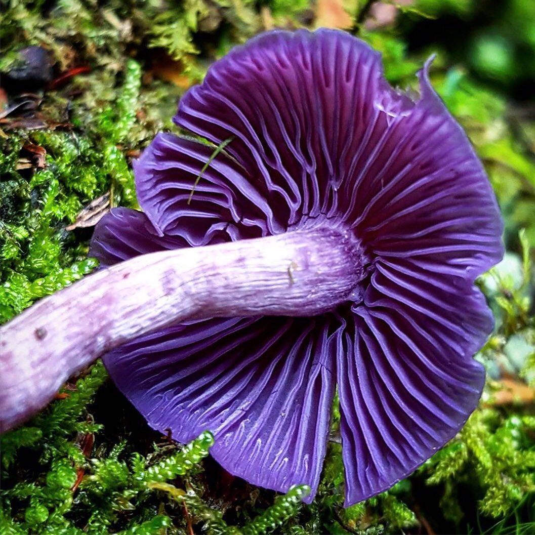 “Mushrooms are miniature pharmaceutical factories, and of the thousands of mushroom species in nature, our ancestors and modern scientists have identified several dozen that have a unique combination of talents that improve our health.” - Paul Stamets
Photo of Laccaria Amethystina by @the_mushroom_ninja
One of the easiest ways to contribute to fungi habitat is to help plant trees by switching your web browser to @Ecosia to plant trees for free while you search the web. Ecosia.org is the ‘search engine that plants trees’ by donating 80% of their advertising revenue to effective tree planting projects around the world with a focus on biodiversity hotspots.
Subscribe to @trees_are_awesome for more inspiring nature content and to connect with easy ways to plant trees around the world.
#treesareawesome #trilliontrees #reforestation #generationrestoration #naturelearning #fungi #natureenthusiast #explorenature #nature_brilliance #inspiredbynature #fungilove #fungiphotography #fungilover #fungiofinstagram #mycellium #mushrooms #mushroomsociety #mushroomsofinstagram #wildnature #naturebeauty #naturetherapy #incrediblenature #beauty_of_nature #wow_planet #naturegrams #givebacktonature #natureeducation #inspiredbynature_ #naturelifeearth #learnaboutnature