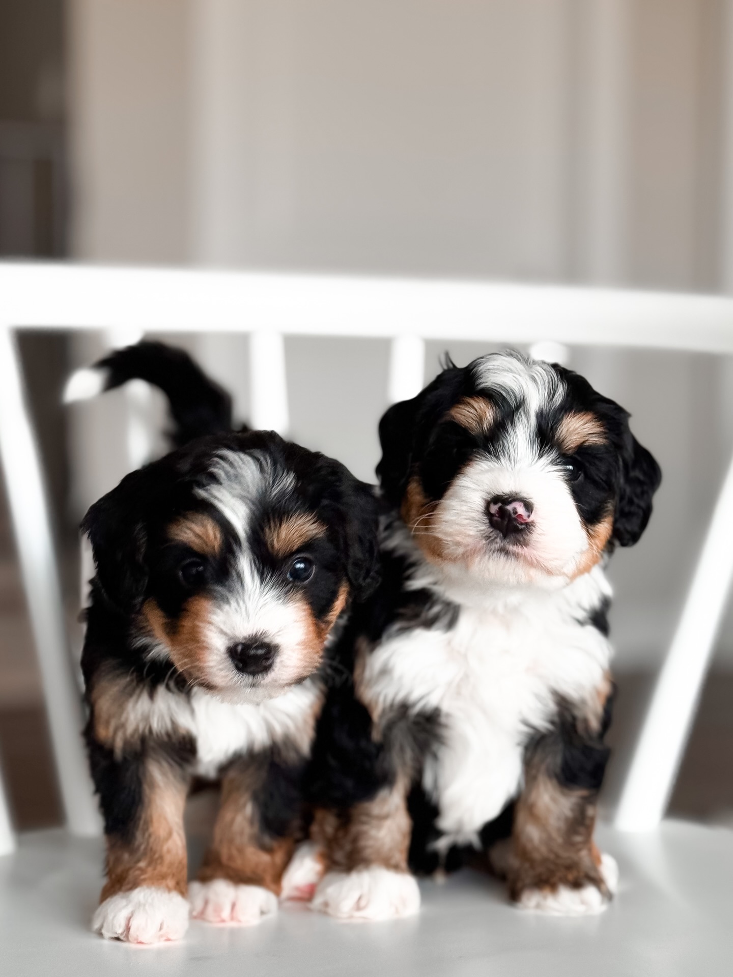 5 week photo update of our Little Gems mini Bernedoodles โจ
This litter has slowly, quietly stolen my heart in ways I didnโt expect.
At first itโs the looksโฆ the markings, the expressions, the way they already carry themselves.
But then you sit with themโฆ and you realize itโs so much deeper than that.
Itโs the confidence starting to show.
The curiosity.
The way they watch, learn, and lean into new things instead of shrinking back.
Theyโre not just growing ๐ฅน theyโre becoming.
And getting to witness those tiny shifts from day to day is the part of breeding that never gets old for me.
Little Gems, indeed. ๐โจ
Applications open! Apply in our site!