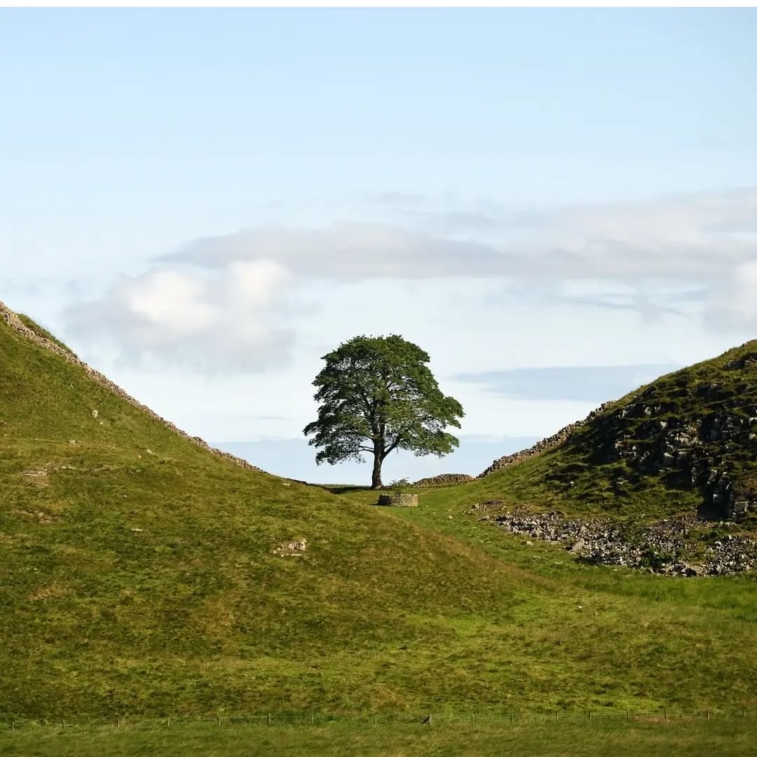 Why?...
Still struggling to get our heads around this?
#Nature #History #environment