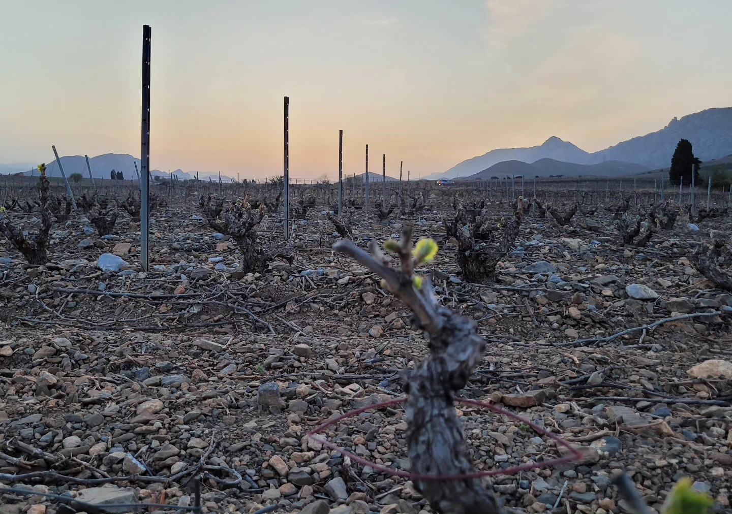 19h, 20°C, pas 1 souffle d'air, fin de la pose de la confusion sexuelle à la Fount, Tautavel.