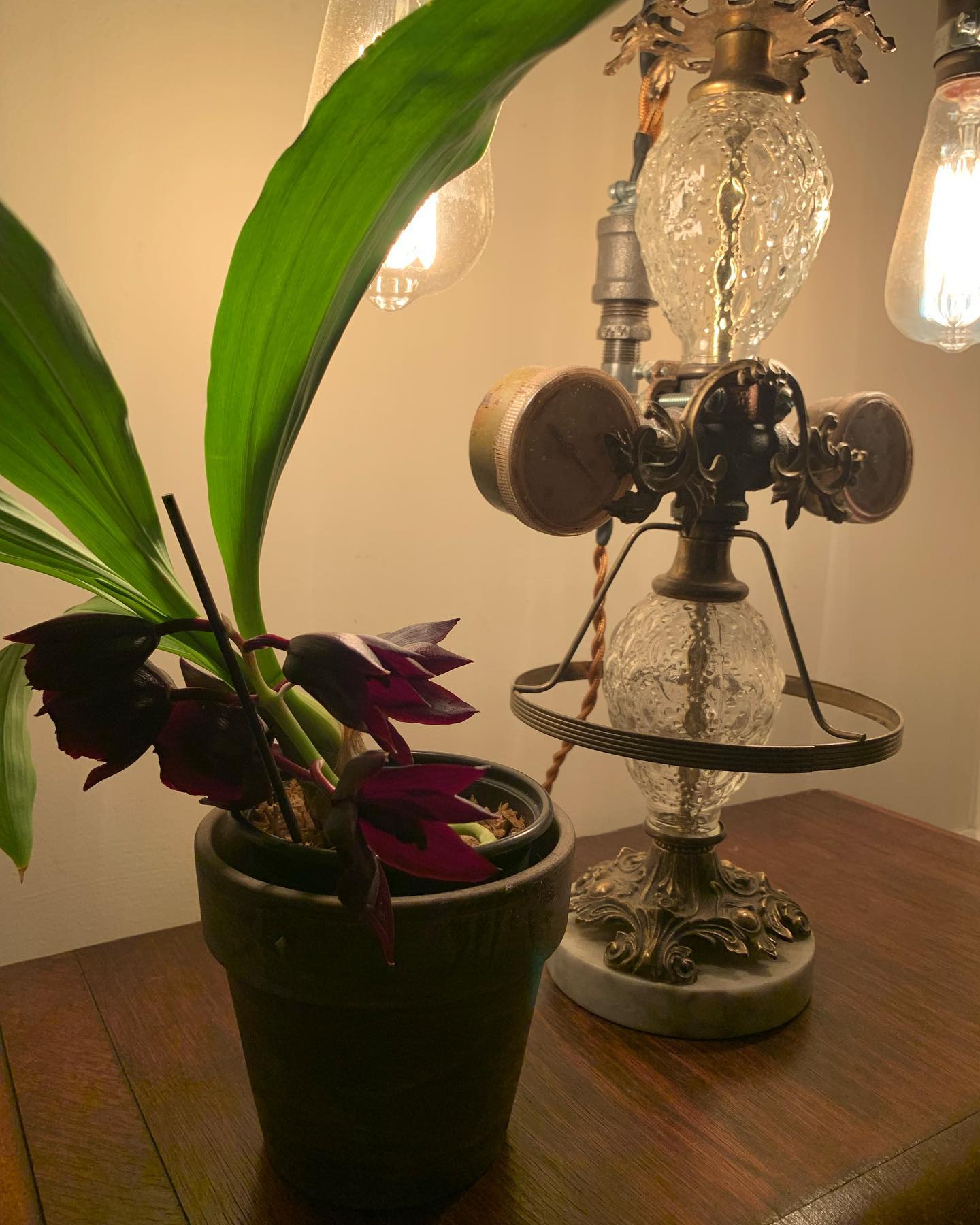 Our Black Orchid is Blooming for the First Time! Loving 2022❤️