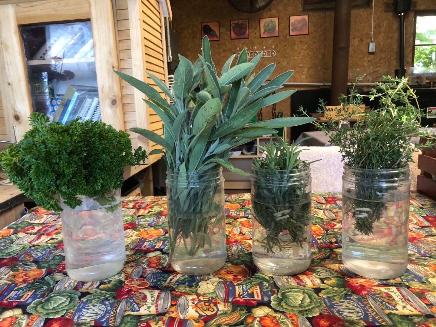 Herbs for the Elora Market tomorrow. Somebody may ask me to sing out a list of herbs we have available. I’m afraid I can’t do that many years ago I made a deal with Paul Simon I would not sing his songs and he would not sing mine. Besides we also have oregano and basil.