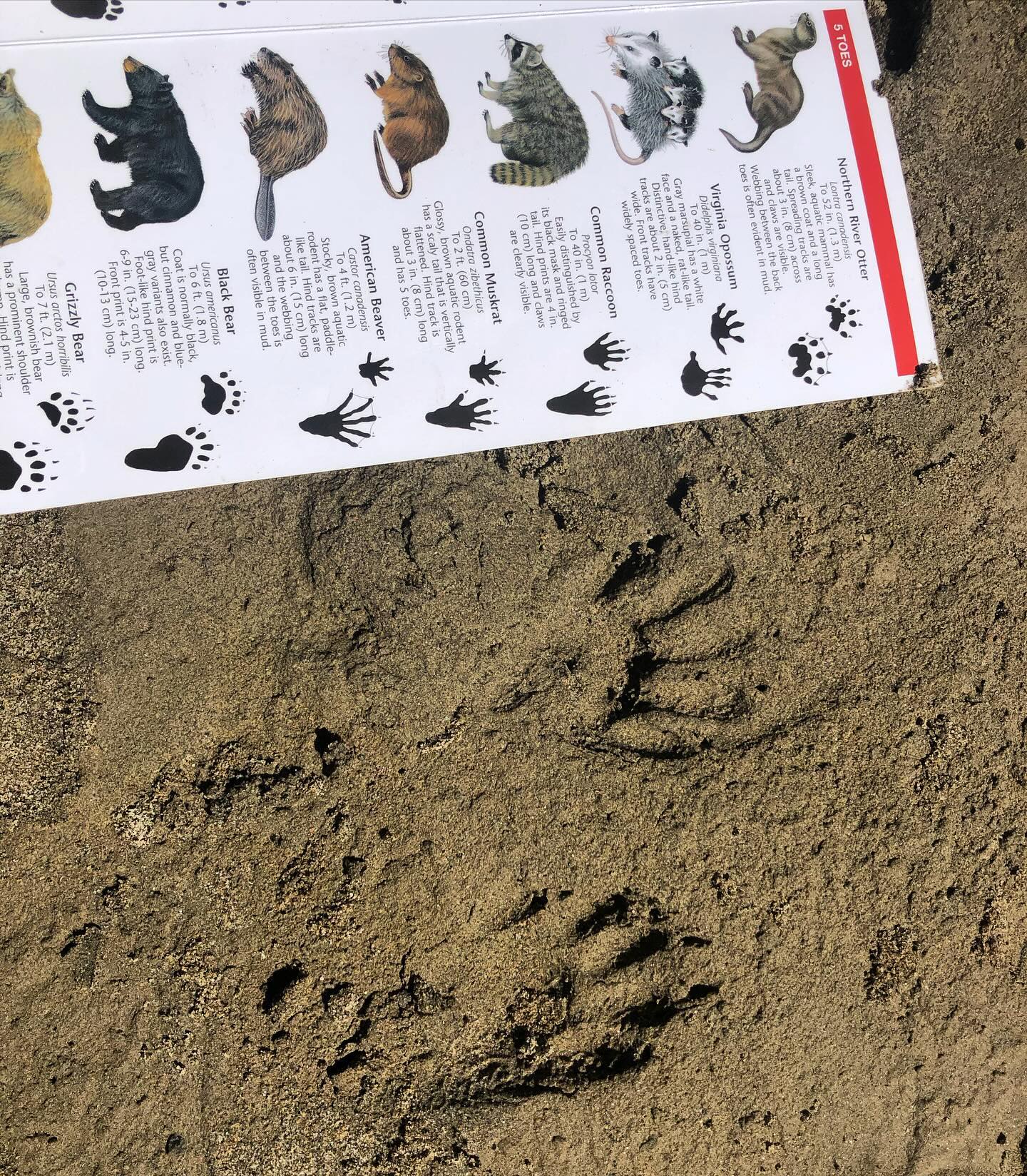 SPOTTED: š¦ tracks! We sure š¤ our field guides!
.
.
.
.
.
#forestschool #forestpreschool #childrensartstudio #outdoors #outdoorkids #outdooreducation #outdoorlearning #optoutside #naturebasedlearning #learningthroughnature #wildschooling #rewildyourchild #classroomwithoutwalls #cedarsongway #placebasededucation #natureschool #natureplay #naturekids #pnwkids #pnwkids_washington #olympia #olympiapreschool #olympiawashington #pacificnorthwest #wildandfreechildren #interestledlearning #learnwiththeland #ancientfuturespbe