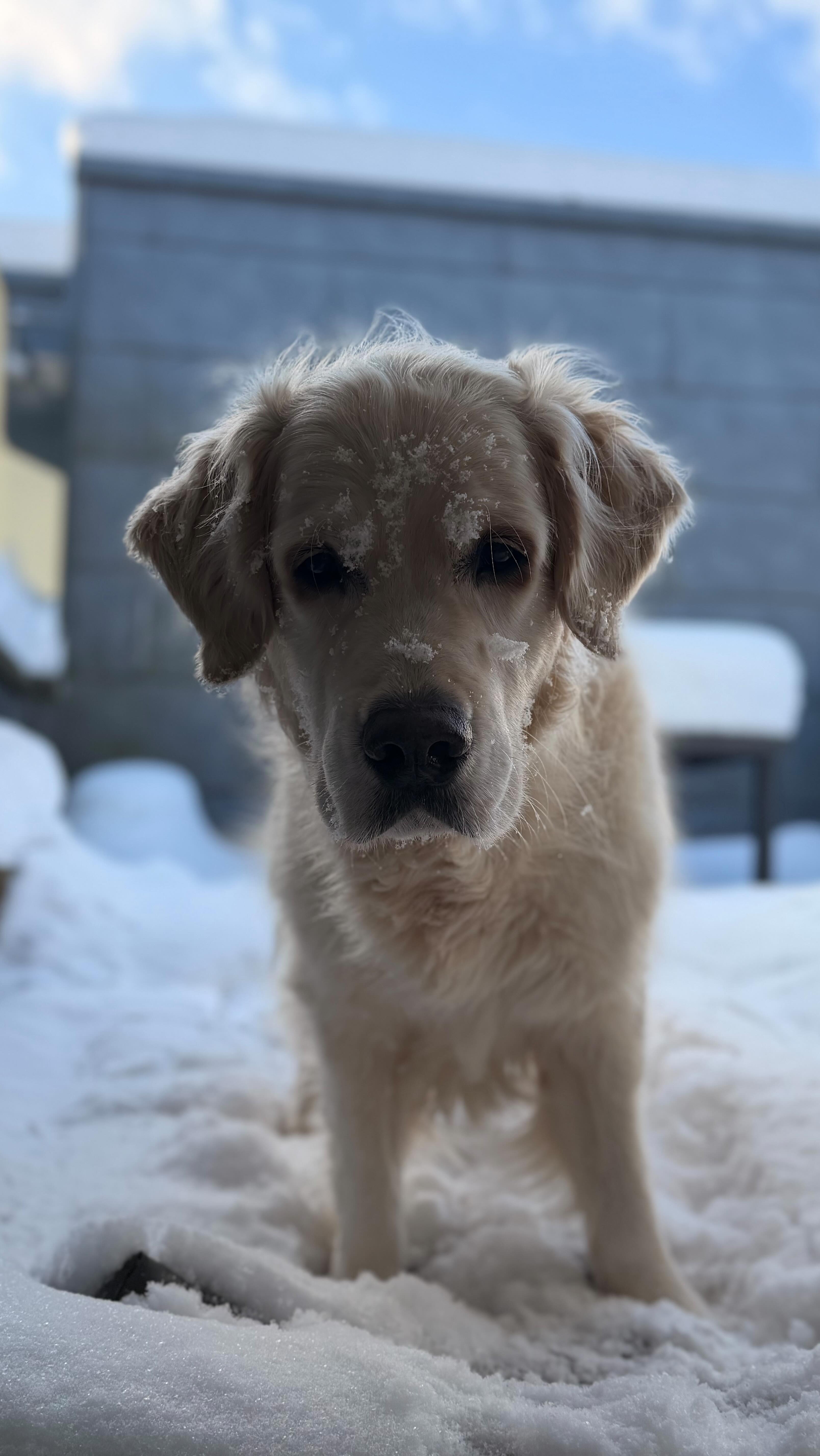 🐾 Interaktionen am Spaziergang – Part II
Die besten Möglichkeiten liegen oft direkt vor unserer Nase ✨
Warum also nicht die Umwelt nutzen und spielerische Momente mit unseren Fellnasen schaffen?
Sie stärken eure Bindung und machen Spaß – nebenbei verlieren Umweltreize an Bedeutung, wenn es bei dir spannend ist – und dein Hund entscheidet sich immer öfter für dich 🤍🐶
❗️ kontrolliert unbedingt davor den Untergrund, um unerwünschte Überraschungen wie z.B. ein Einsinken in die Erde zu vermeiden!
#happylife #gewaltfreieshundetraining #kindnessmatters #tierschutzqualifiziert #stjohannintirol