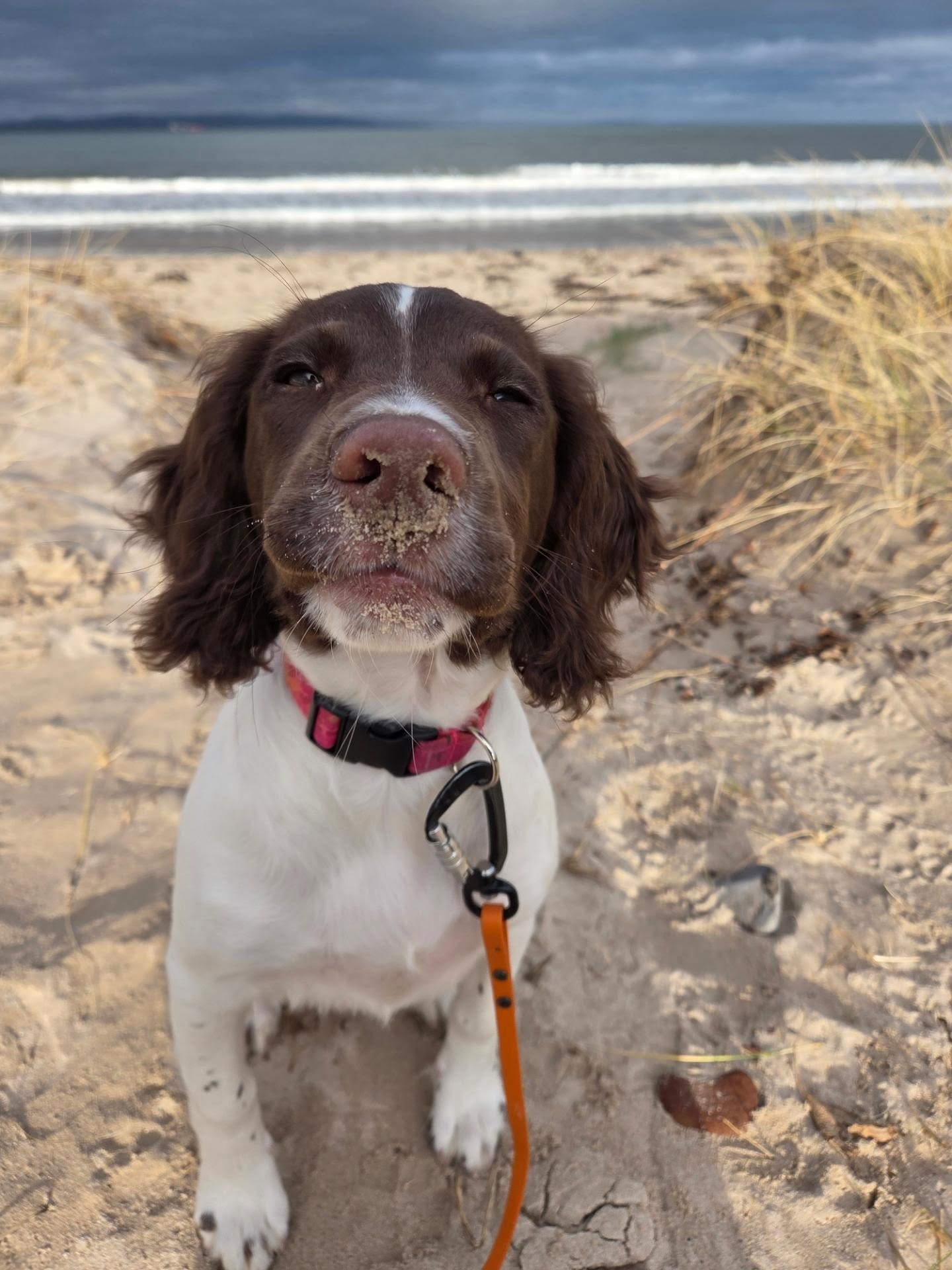 I have kept a diary every day for Nell since she came home with us. Even now I can look back and see when we were struggling with certain things and what they are like now in comparison. It will be great to look back on in a few years.
Here is an example of my notes from today's walk with my almost 18 week old Springer Spaniel puppy.
"11.00 - Walk - So good, she lasted 15 minutes of solid engagement where the brain was working so hard on processing the environment and all the things we worked on. We did good lead walking, collar touches without panic, food and toy searches, play, off lead heel, passing dogs, disengaged from birds. The brain then went bye bye which is expected, BUT she still responded to food (not the ball though), AND she quarted with me around the crow scent. She struggled to come back on lead but fair. But then when on lead she didnt go wild, still responded to lead pressure when walking, kept close, and fucking sat when I asked her while WATCHING A CROW like 10 meters away, then bloody gave me eye contact before moving on (didnt use food, just used moving as the reward). Finally, asked to go in the van, no fussing. So chuffed."
But just incase anyone needs a bit of reality its not all sunshine and daisies. Here's my notes from the day before:
"Nell was really challenging in the woods, so overstimulated by the leaves in the wind and scent from wet ground. Very little focus on me and all that meant she was shit on lead. I was really easily mad at them both at home and Nell struggled to settled and had zero self control with recieving food. Not a good day overall."
