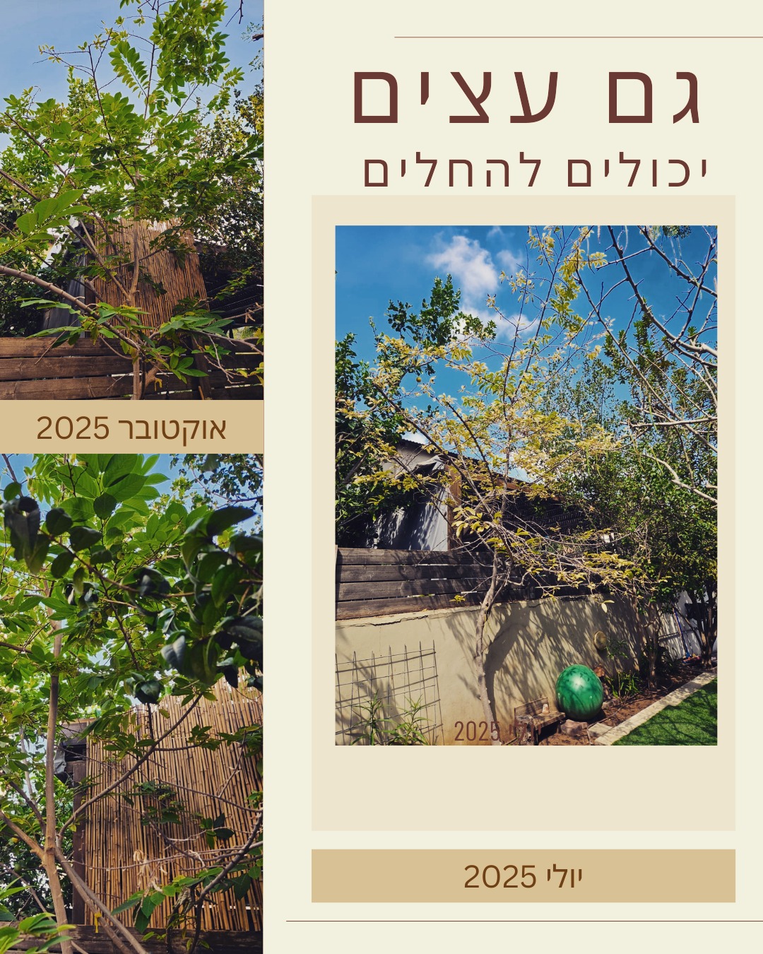 🌳 מעץ גוסס – לעץ מניב 🌳
ביולי 2025 הגעתי לעץ אנונה חיוור, עם נשירה מלאה וסטרס קיצוני.
עץ שהיה בדרך למות.
אחרי תהליך טיפול מדויק,
באוקטובר 2025 הוא חזר ללבלב – ירוק, חי ובריא 🌱
ומי חשב בכלל שבדצמבר 2025
הוא כבר יתן פרי 🍈
מתנה שקטה על עזרה שקיבל בזמן.
זה הכוח של ידע, סבלנות, אהבה וטיפול נכון בעצים.
✨ מה אתם אומרים – הייתם מוותרים עליו, או נותנים לו צ’אנס? יש לכם עץ שזקוק לעזרה?
כתבו לי בתגובות 👇
#אגרונומיה
#ריפויעצים
#אנונה
#טיפולבעצים
#לפניאחרי
#חקלאותחכמה
#צמיחה
#טבעמרפא
#עץחולה