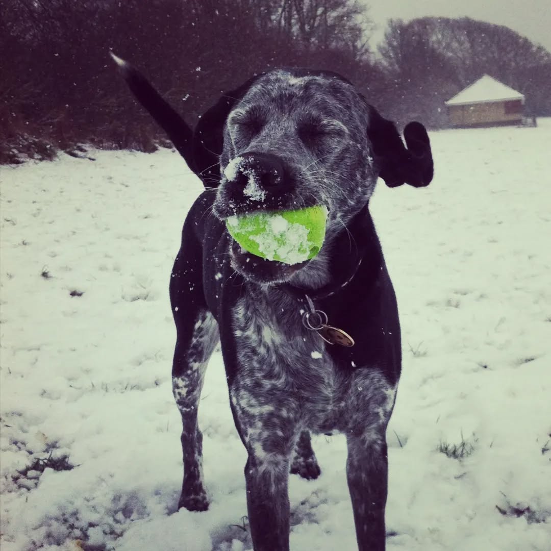 Sadly no snow this year! ☃️
Have a lovely Christmas and thanks to all who have supported my business this year, it's been a busy one.