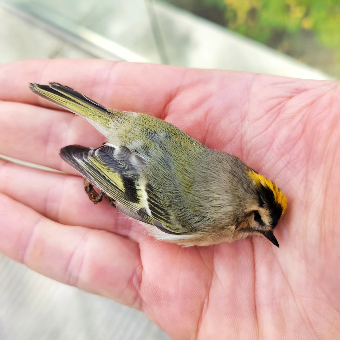 A beautiful, tiny golden-crowned kinglet (Regulus satrapa) who met an untimely end with this glass. One of 100 million to 1 billion birds killed in collisions in the US each year. Please try to convince buildings in your area to turn off lights at night and adopt other mitigation strategies, particularly during migration season. Peace y'all.
