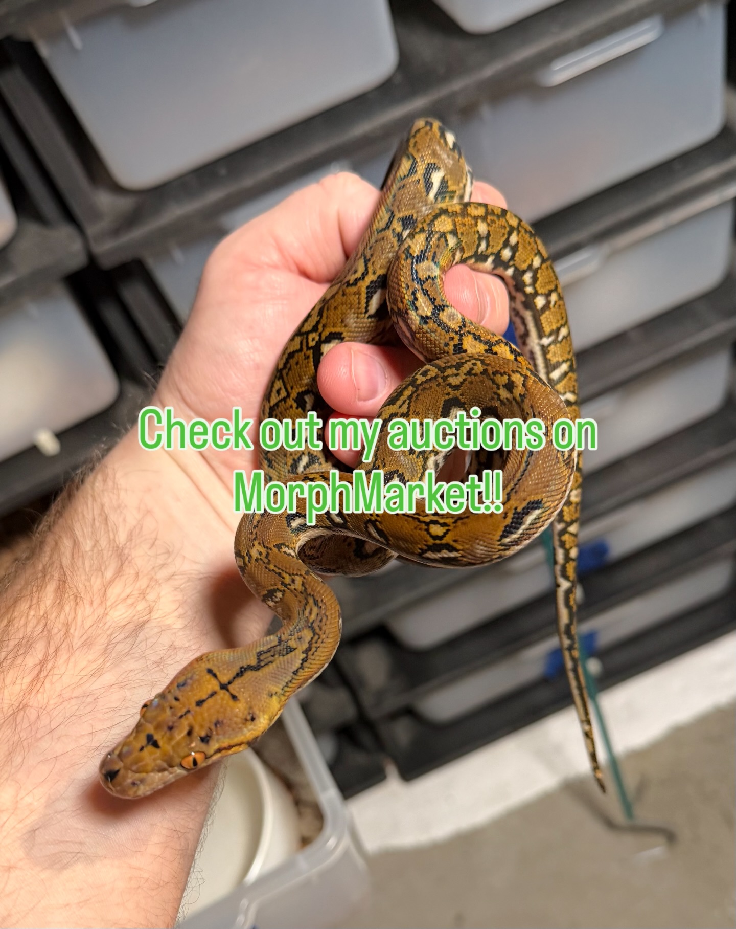 Go check out my auction on morphmarket!