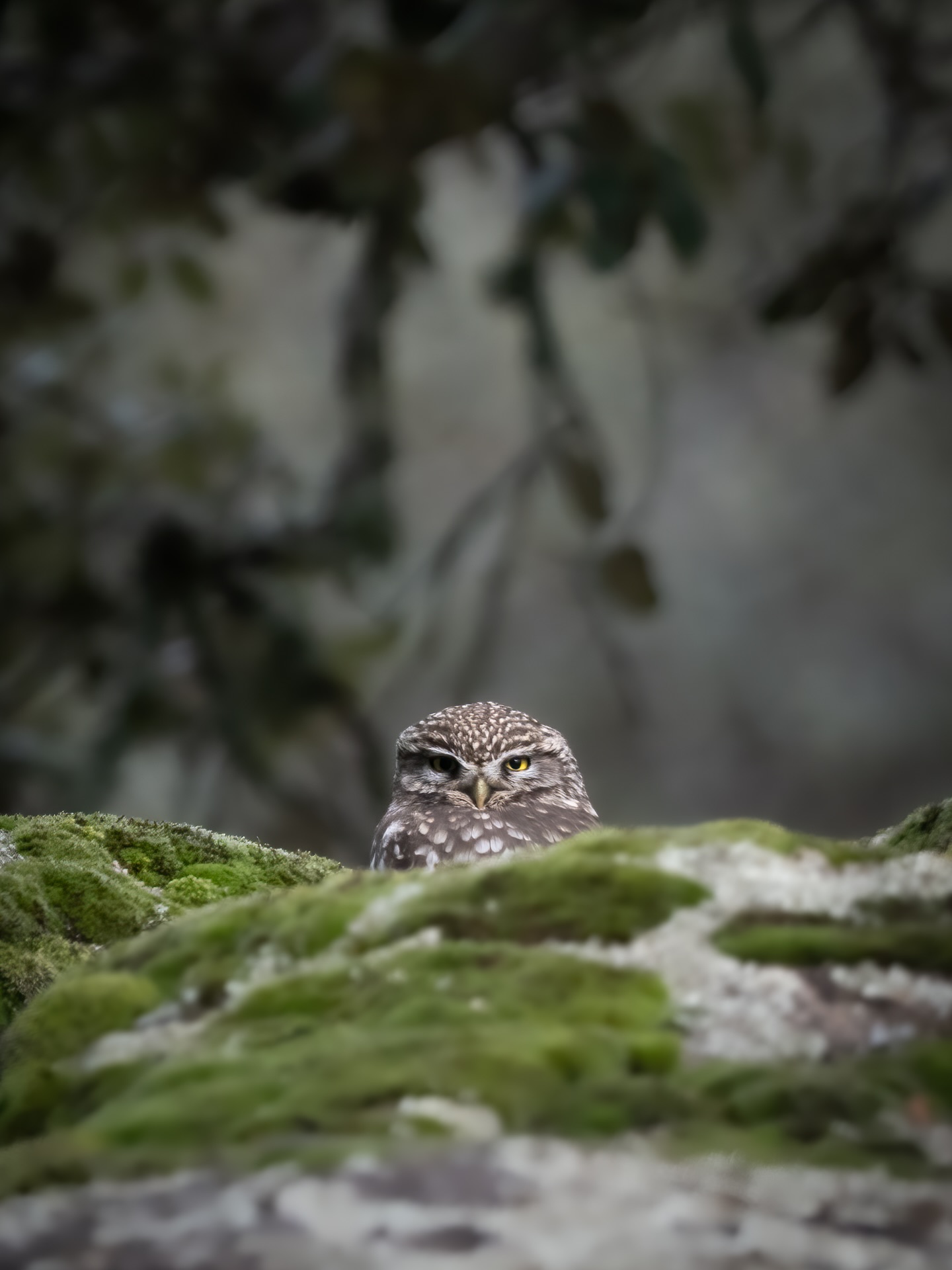 Meet the Little Owl and, yes, that’s its actual name! Although it appears not much creativity went into the naming process, it is accurate given they are only about 8 inches tall. Because of their size, they are still cute even when sporting little angry faces.
.
.
.
.
.
.
#littleowl #owl #owlsofinstagram #spain #birding #birds #birdsofeurope #birdsofspain #birdphotography #wildlifephotography #nikon