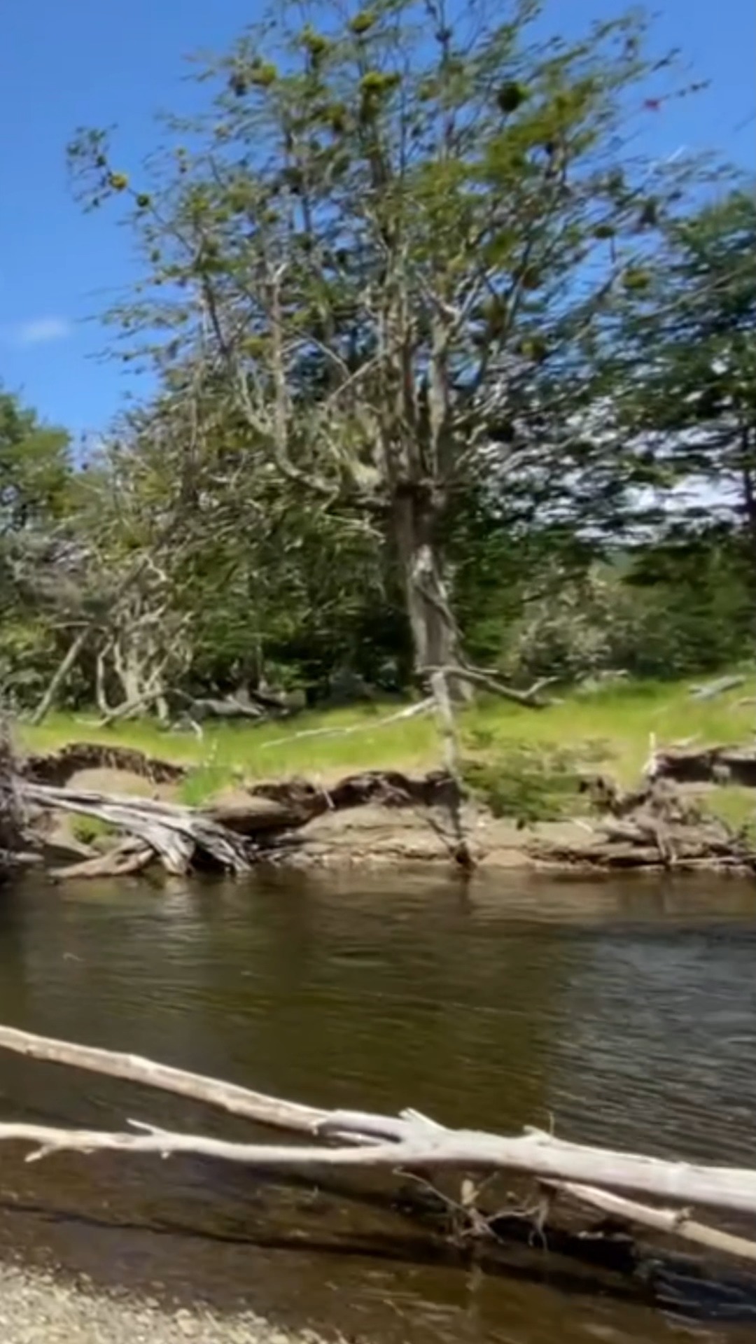 La pesca con mosca nos sitúa en una posición privilegiada como observadores del
entorno. Esta cercanía nos obliga a desarrollar una ética de mínima intervención. El respeto por la estructura de las orillas y el manejo cuidadoso de las especies son
gestos de gratitud hacia un ecosistema que nos permite ser parte de su dinámica, aunque sea por un instante.
#PescaConMosca #PescaÉtica #CapturaYSuelta #ConservaciónDeRíos #MínimaIntervención #ÉticaDePesca #FlyFishingEspaña #PescaSustentable #RespetoPorLaNaturaleza #VidaDeRío #EcosistemasAcuáticos #PescadorResponsable
---------------------------------------------------------------
Fly fishing places us in a privileged position as observers of the environment. This proximity compels us to develop an ethic of minimal intervention. Respect for bank structure and careful handling of species are gestures of gratitude toward an ecosystem that allows us to be part of its dynamics, if only for a moment.
#FlyFishing #CatchAndRelease #KeepFishWet #FlyFishingEthics #RiverConservation #SustainableFishing #MindfulAngler #FlyFishingCommunity #NatureEthics #RiverLife #WildTrout #EthicalAngling #TreadLightly