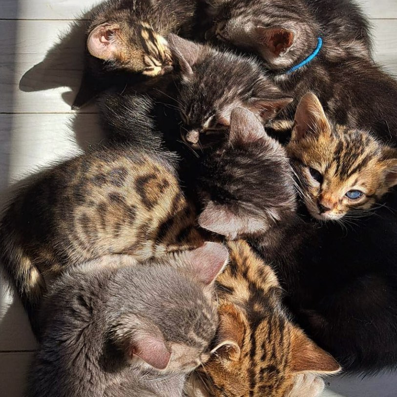 La belle brochette 🥰
Portée Loba & Notorius 🐯
#charcoalbengal#bluebengal#blacksilverbengal#brownspottedtabbybengal#cutenessoverload#kitten#cute#love#famely#lovely