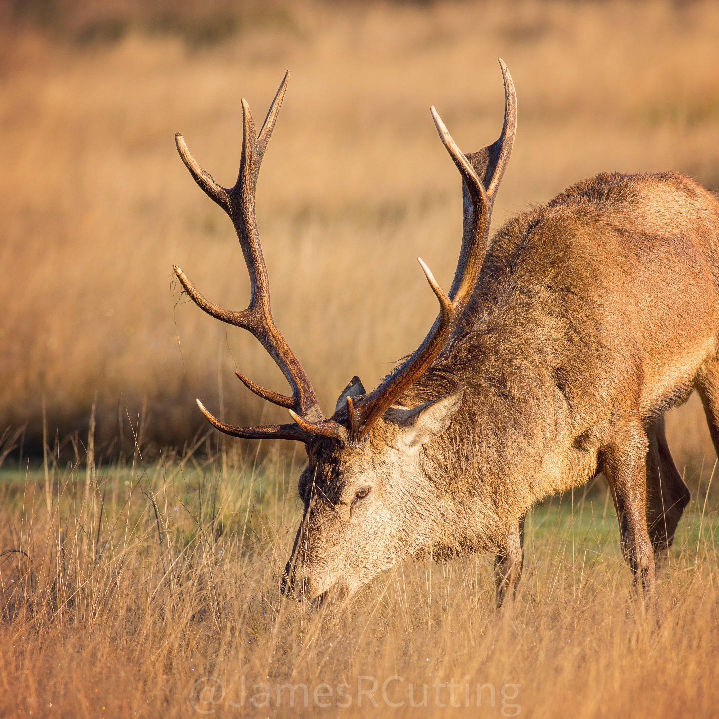 The red deer, scientifically known as Cervus elaphus, is one of the largest and most majestic deer species. Found across Europe, Asia, and North Africa, these magnificent creatures are often associated with expansive forests and mountainous regions. Male red deer, called stags, boast impressive antlers that can span up to 1.2 meters in width, symbolizing strength and dominance during the mating season.
These herbivores primarily graze on grasses, shrubs, and young tree shoots, adapting to various habitats from woodlands to open moorlands. Their reddish-brown coats provide effective camouflage in the natural environment, helping them blend seamlessly into their surroundings.
During the rutting season, typically in autumn, male red deer engage in fierce battles for mating rights, producing resonant roars that echo through the wilderness. These rituals showcase the resilience and beauty of these animals, capturing the attention of nature enthusiasts and wildlife photographers.
#RedDeer #WildlifeWonder #NaturePhotography #MajesticStag #DeerLove #ForestDwellers #WildlifeConservation #NatureIsCalling #AntlerMagic #RuttingSeasonExploration
