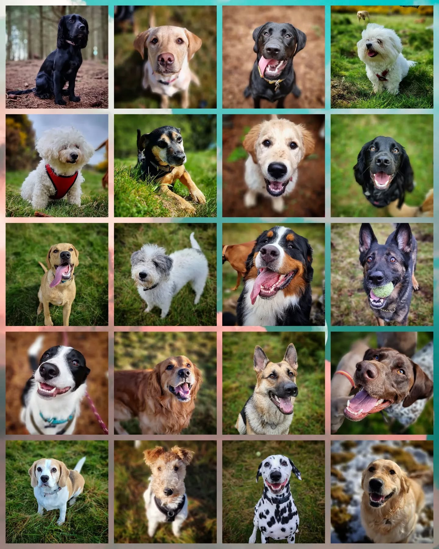 Scottie Dog Walks turns 6 today! 🥳
Thanks to all our clients past and present for allowing us to have the best time possible doing the job we love. ❤🐶
#dogwalker #dogsitting #petsitter #dogwalking #dogsofinstagram #instadogs #dogsofinsta #dogstagram #dogs #instagramdogs #dogsofinstaworld #dogphotography #scotland #aberdeenshire #aberdeen #dogsonadventures #dogs_of_instagram #dogloversofinstagram #doglovers #lovedogs #dogsdaily #dogscorner #dogslife #adventurewithdogs #pawsome #instadog #outdoors #love #work #job