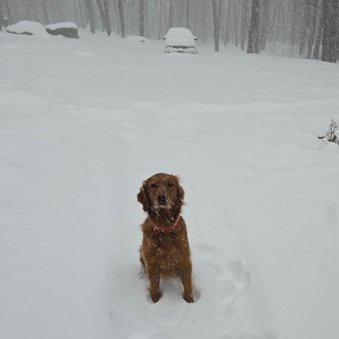 I am going to push the sale to tomorrow night so I can offer you guys more options! Between snowblowing and updating the website, it's taking me all day. I'd rather move it to tomorrow night so I can get some more collars done for you guys!
Valentine's Drop moved to tomorrow, Monday, 7pm.