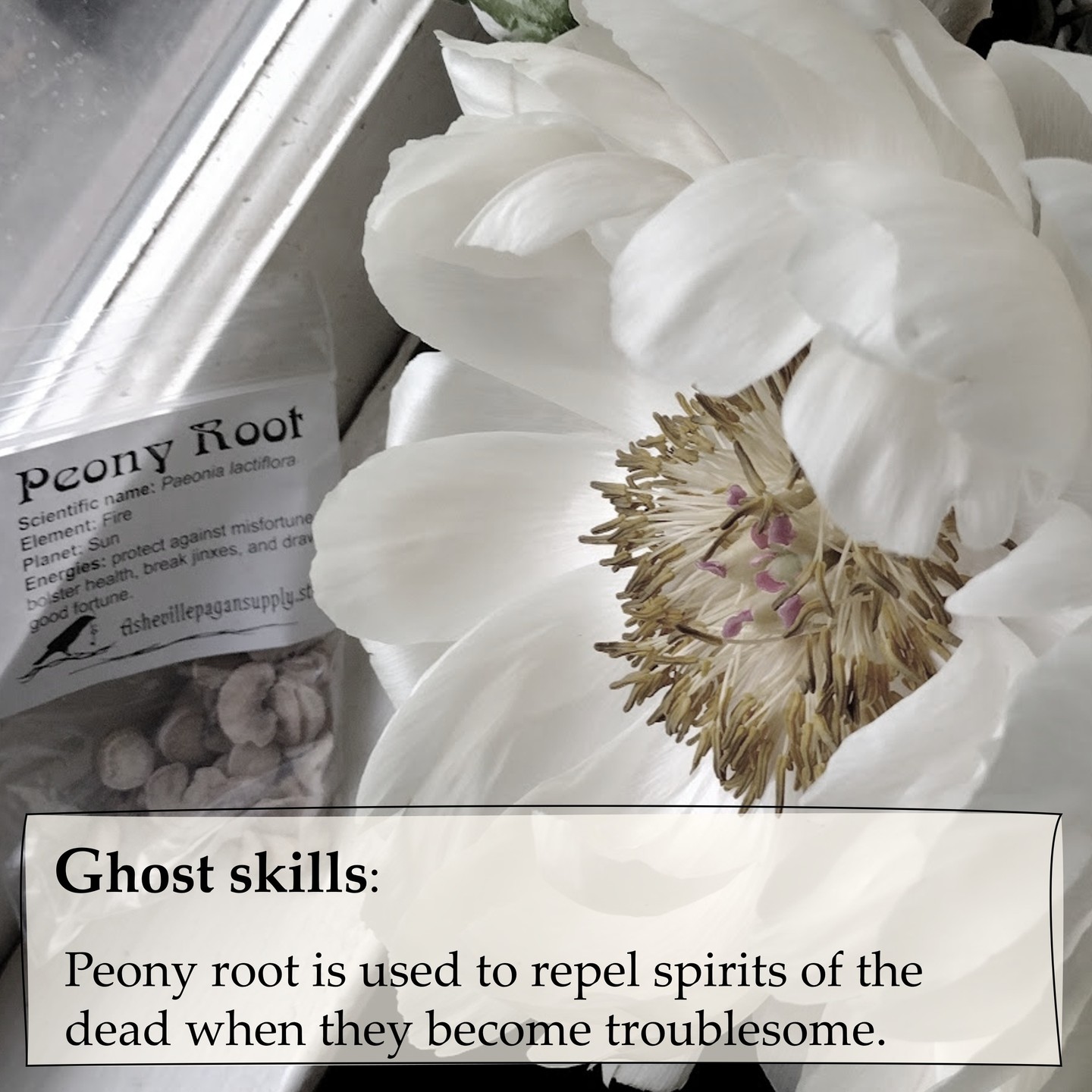 Not only is peony a beautiful flower, but the roots have also been used as an ingredient in incense to repel revenant spirits since at least medieval times.
In Unquiet Voices we recommend several botanical preparations keep in a field kit when laying ghosts.
To make incense for travel, mix peony root (Paeonia officinalis) with pennyroyal (Mentha pulegium) and chicory (Cichorium intybus). Bind the dry ingredients together with beeswax, softened with rosemary or pennyroyal oil and roll into pellets.
____
#Unquietvoices#paranormal#ghosts#magick#occult#peony#incenses#witchesofinsta#llewellynbooks#ceremonialmagick#magicalherbs