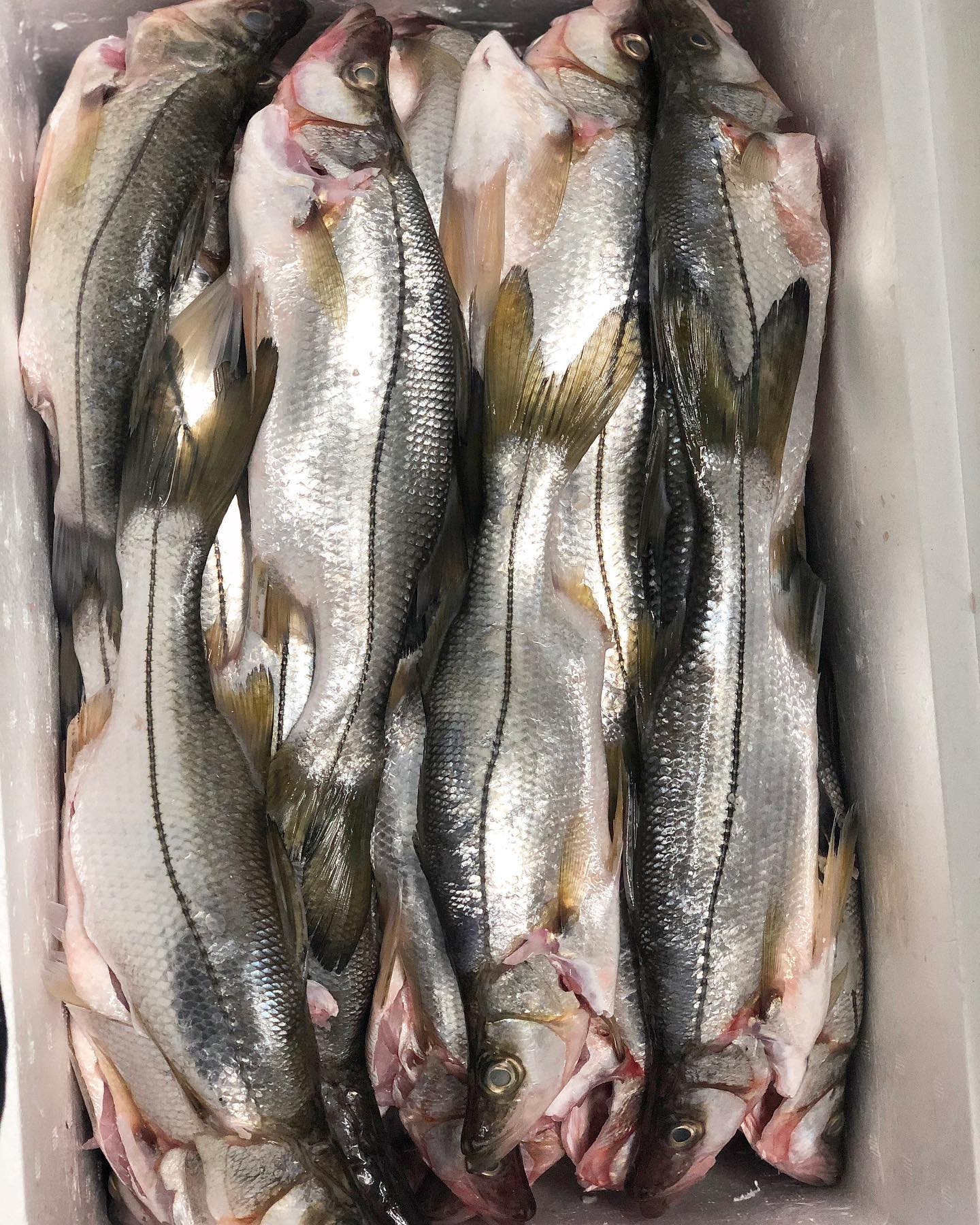 El recomendado de la semana; machetajo (robalo) entero fresco . Llevamos a tu casa los mas frescos productos del pacifico colombiano. Domicilios cali, jamundi, palmira PEDIDOS ☎️3103880901 ☎️. Feliz fin de semana 😃🐠🦀🦐😃 #fish #fresh #fit #promo #quality #pescado #colombia #artesanal #makerel #robalo #snookfish #quality #fresco
