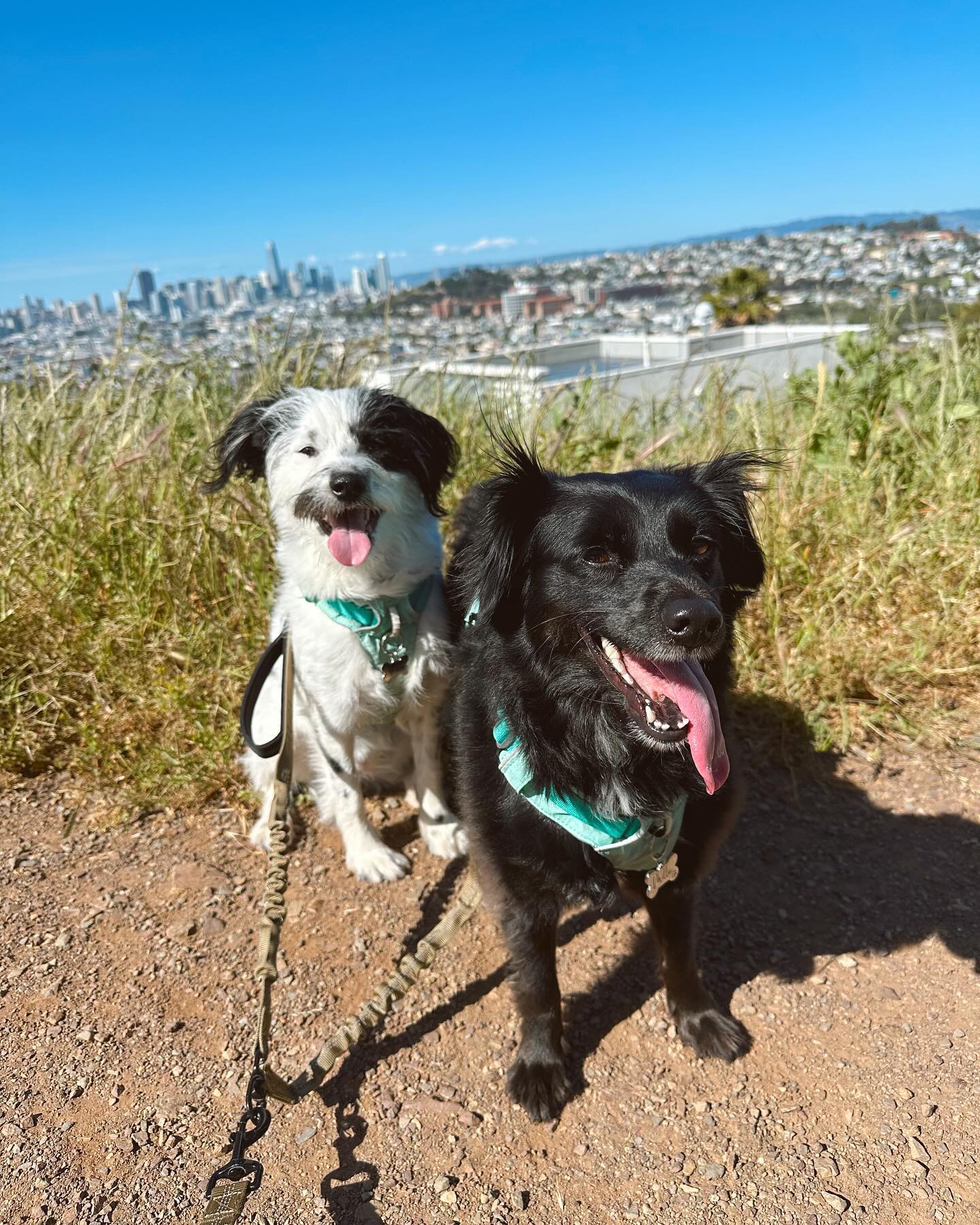 We love this spring sunshine 🌞