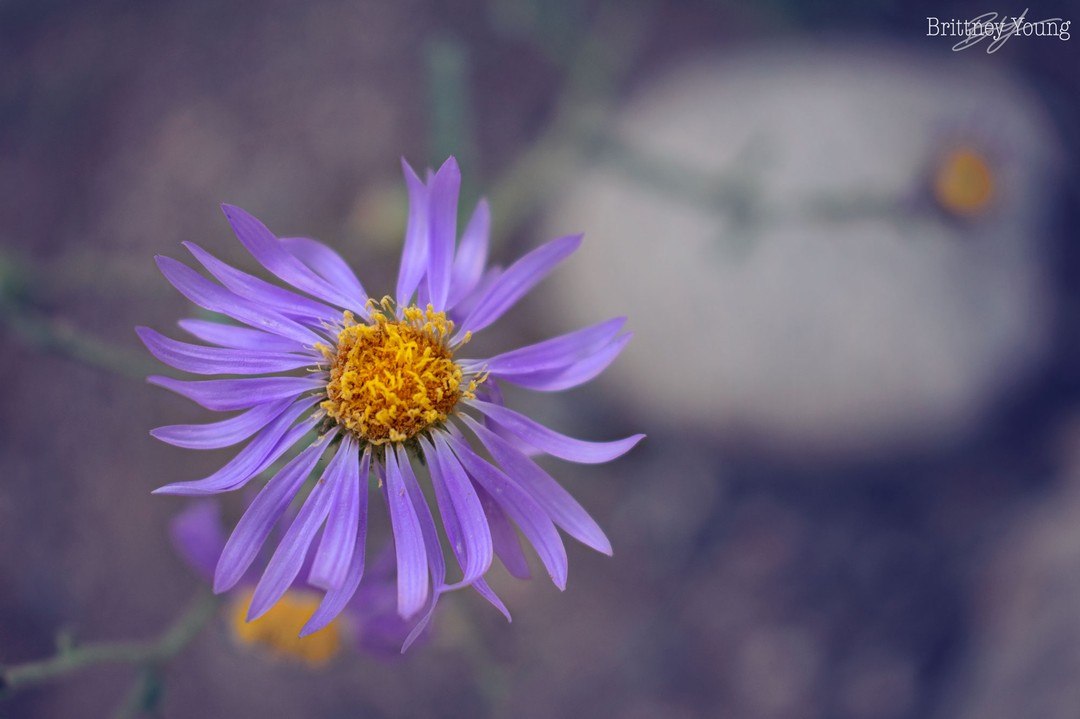 🌸
.
.
.
#photography #photooftheday #photo #nature #picoftheday #like #follow #beautiful #art #photographer #bhfyp #travel #instadaily #naturephotography #photographer #flower #potd #tuesday