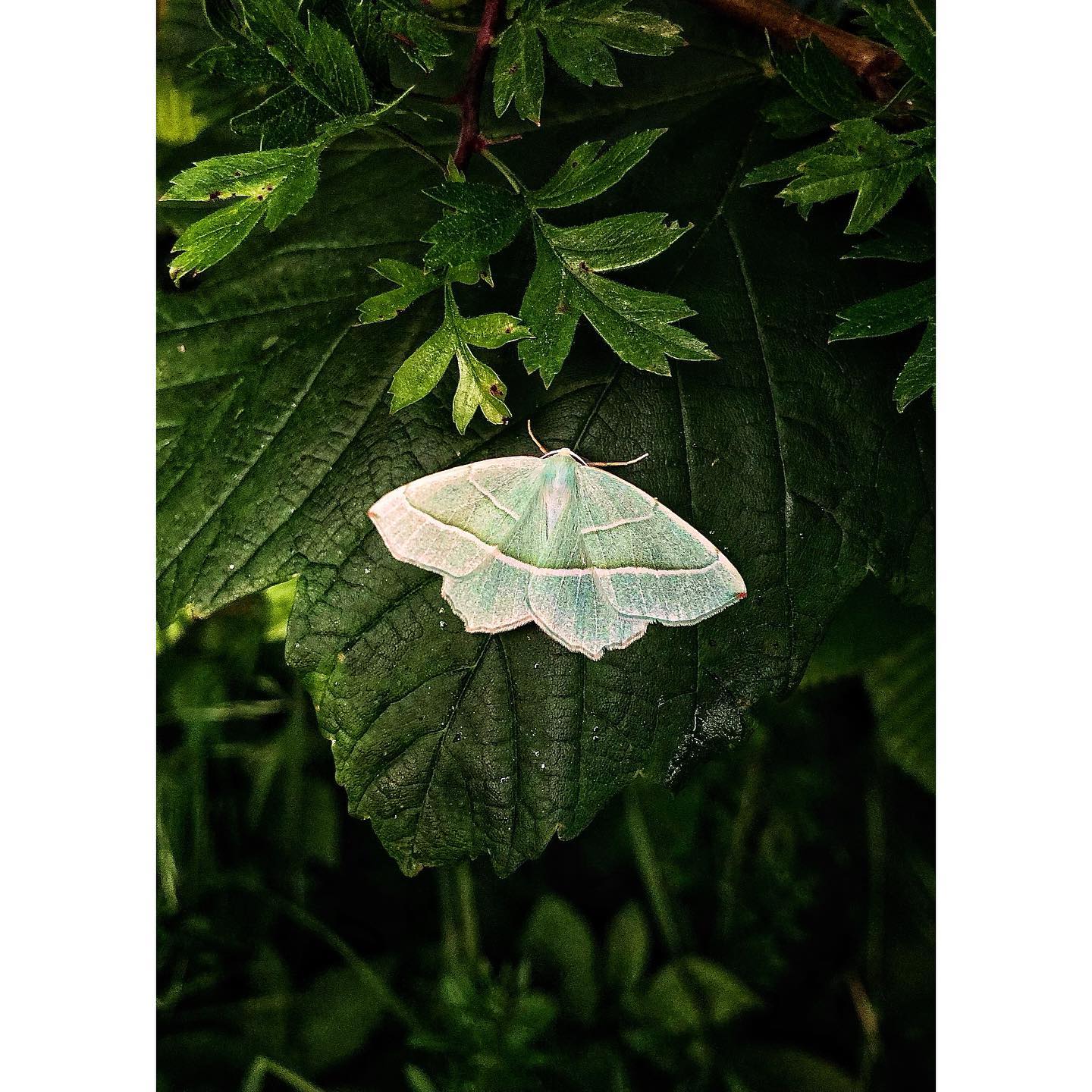 Light Emerald Moth (Campaea margaritata) 🦋
#garthsidefarmholidays #glamping #camping #hadrianswall #hadrianstrail #wildlife #wildlifephotography #cumbria #carlisle #brampton #rewilding#staycation #birdphotography #holiday #garthside #lightemerald #moth #mothphotography