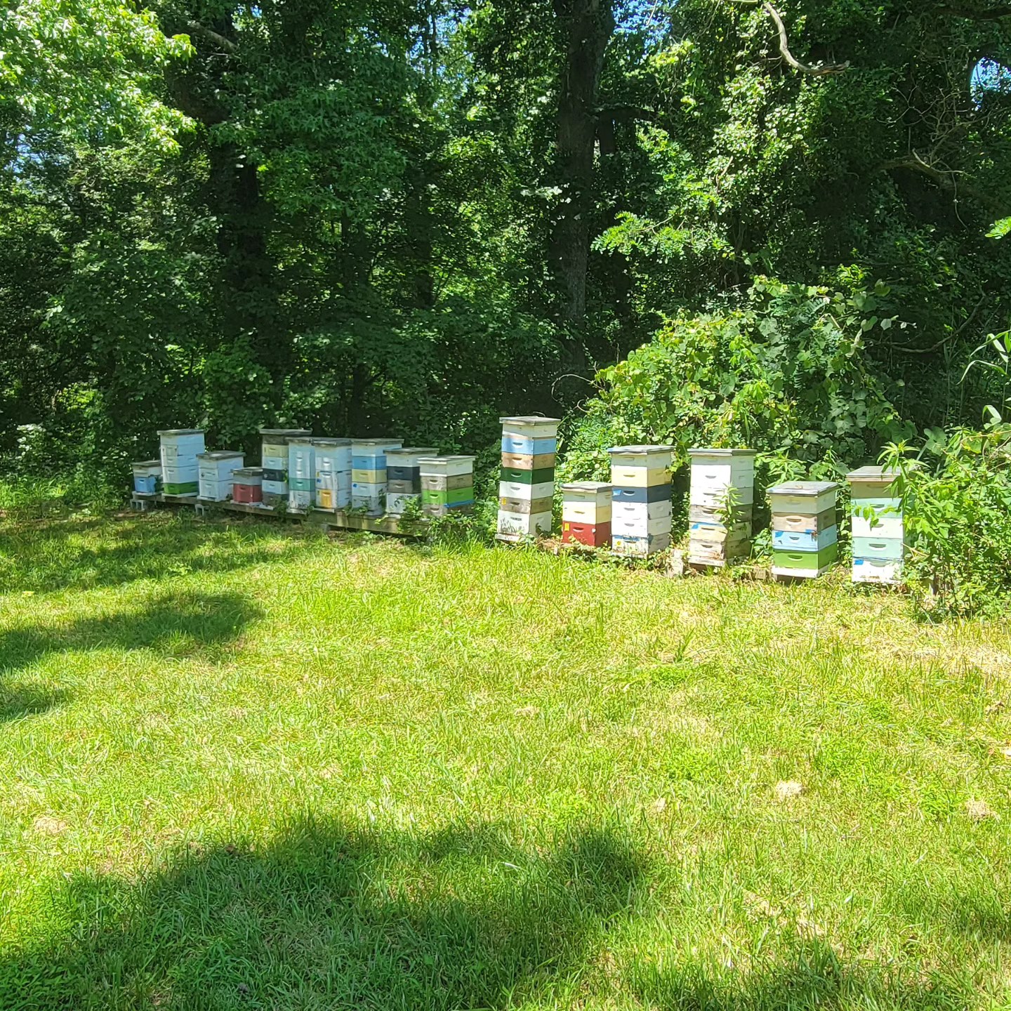 Honey harvest day 2! 🍯 🐝 🐝 🐝