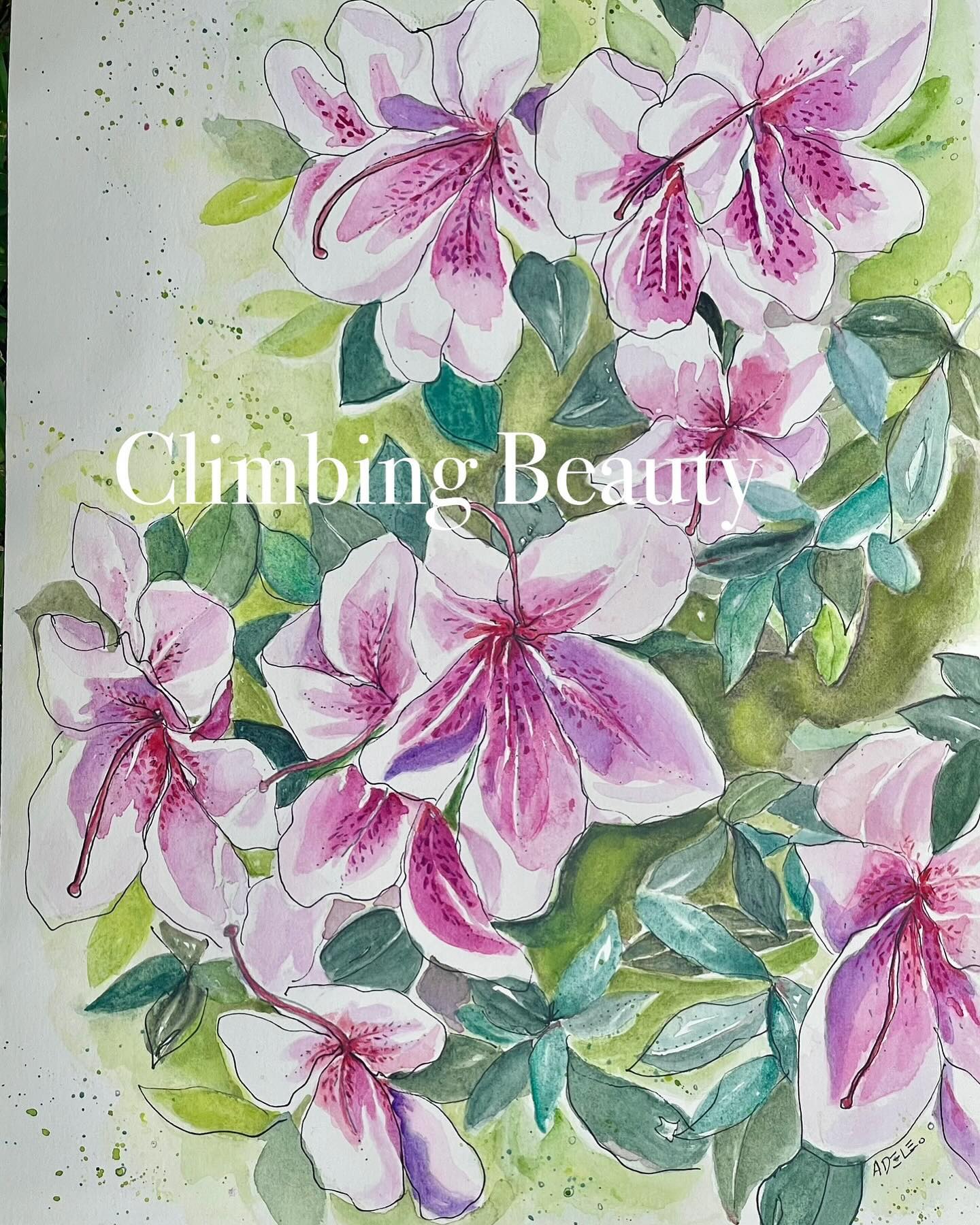 Love these pink climbers. Think they are a type of Rhododendron?
🌸A4 Watercolour & Ink on Arches Hotpress 300gsm. 🌸
#flowerpainting #inkandwatercolor #watercolourartist #brisbaneartist
🎨adelewalkerdesigns.com