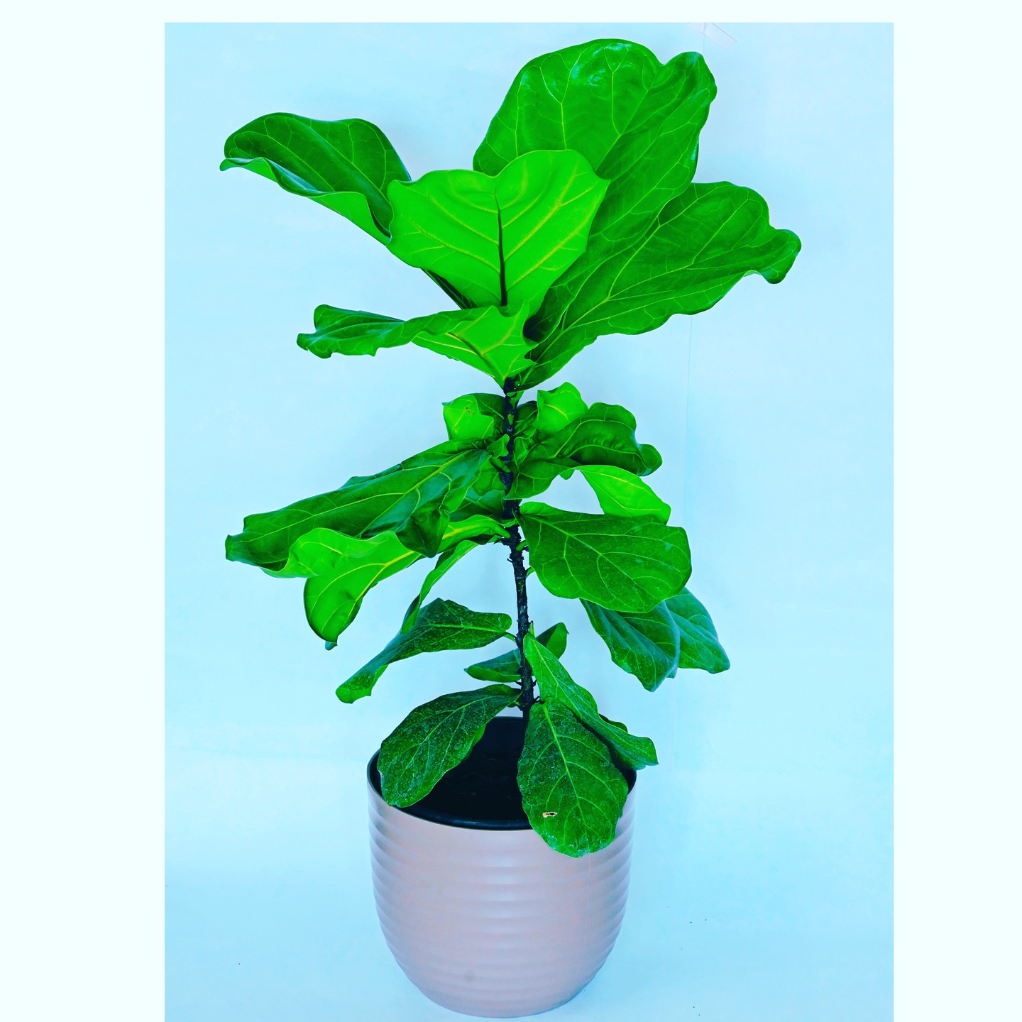 Ficus fiddle leaf
#indoor #plants #tiny #pots #green #goodvibes #nature #ecofriendly #tree