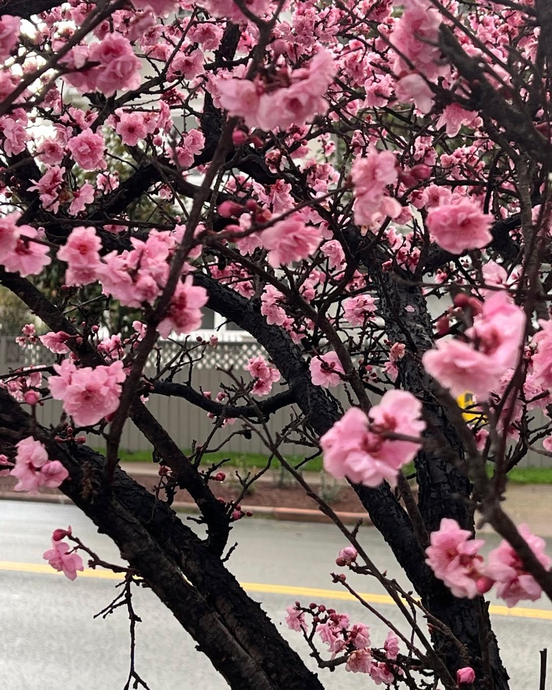 Loving the contrast of the dark branches with the vibrant blossoms of this flowering cherry after the rain……